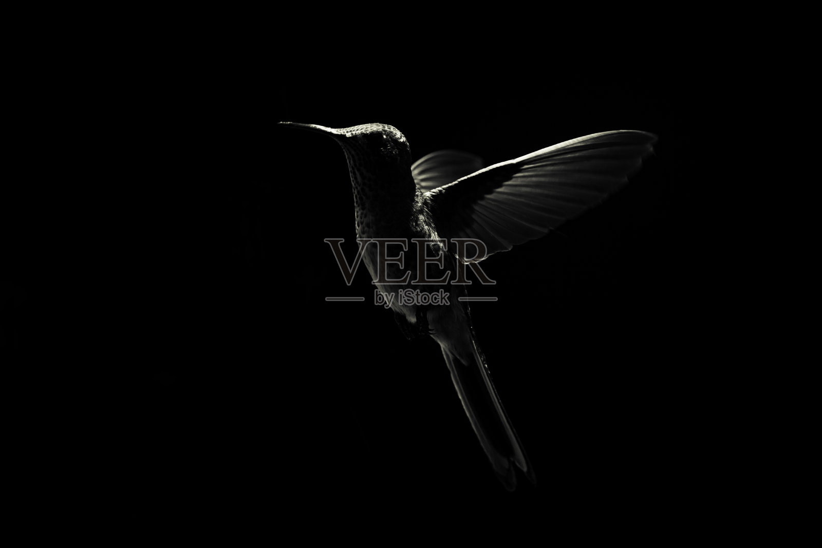 蜂鸟照片摄影图片