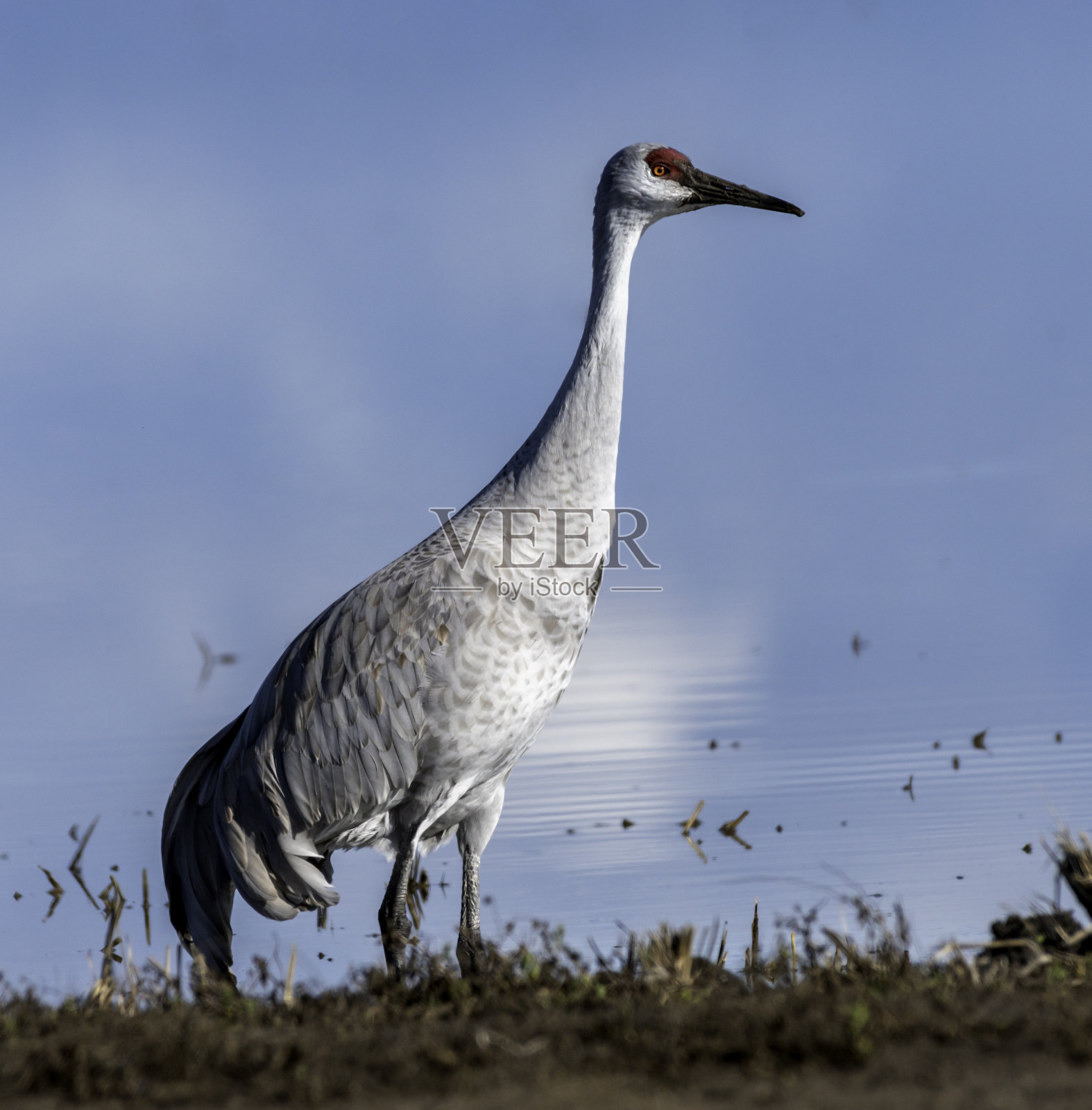 天上的沙丘鹤照片摄影图片