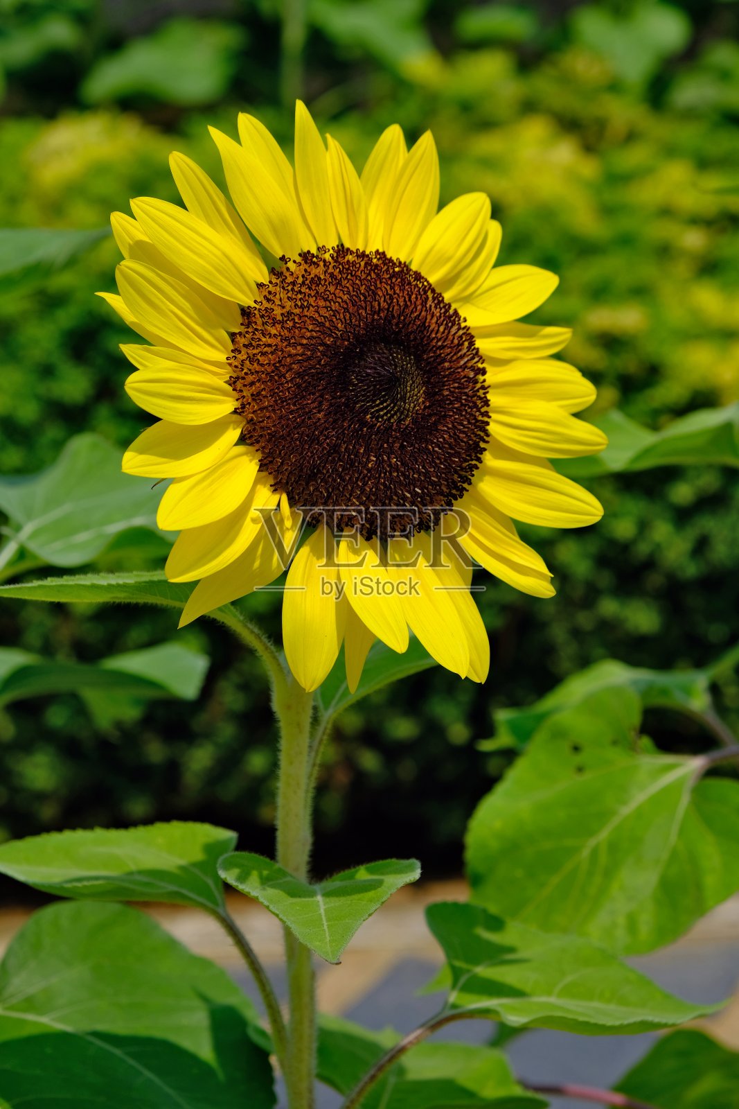 在背景的其他向日葵中，一株有着明亮花瓣的向日葵格外显眼。照片摄影图片