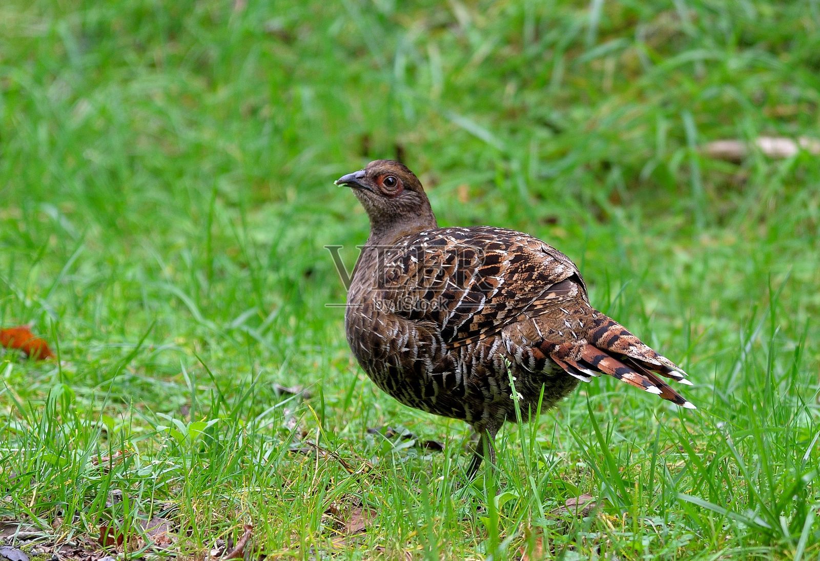 女性领主照片摄影图片