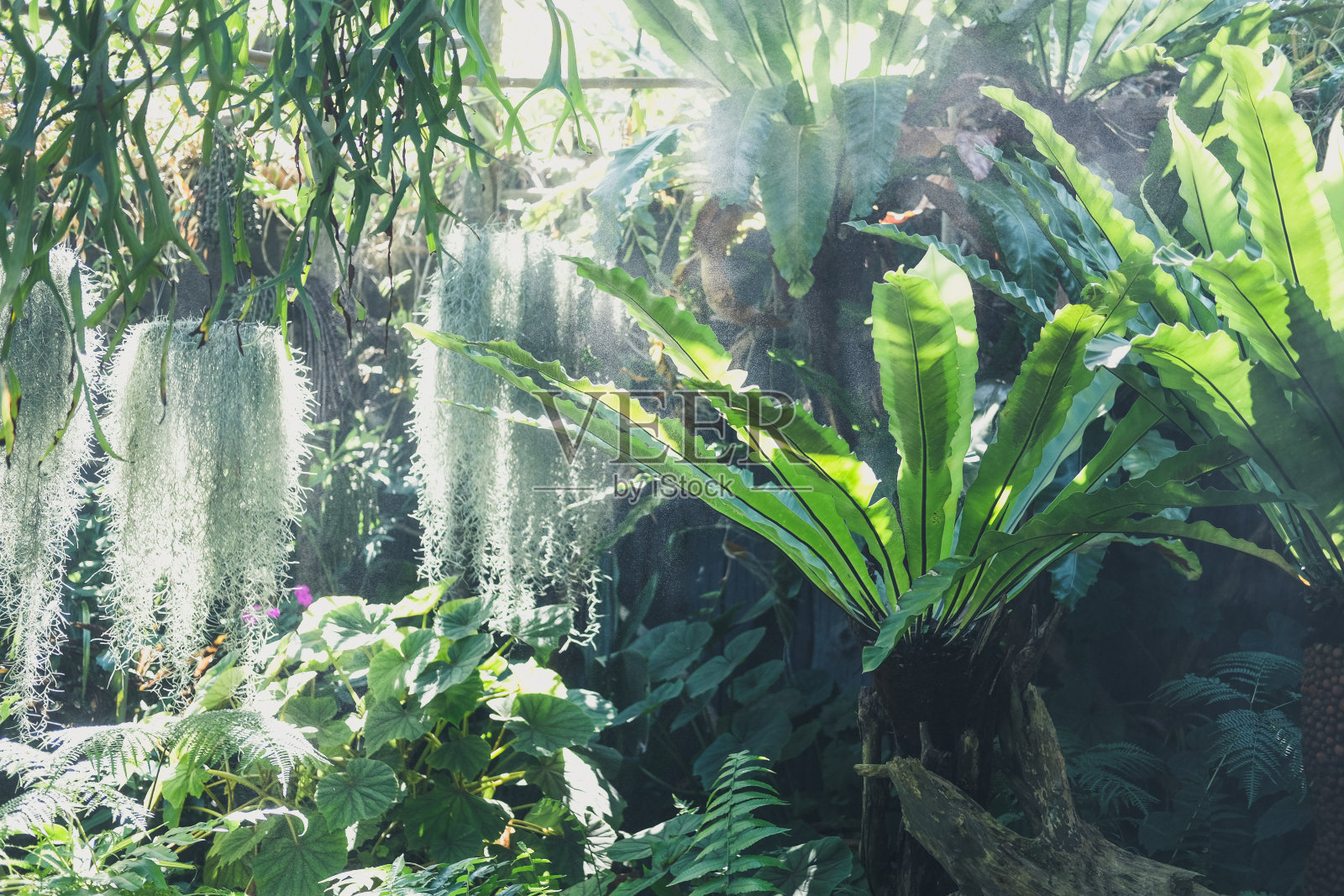 阳光，雾，雾在公园。花园朦胧的雾。洒水车喷水照片摄影图片