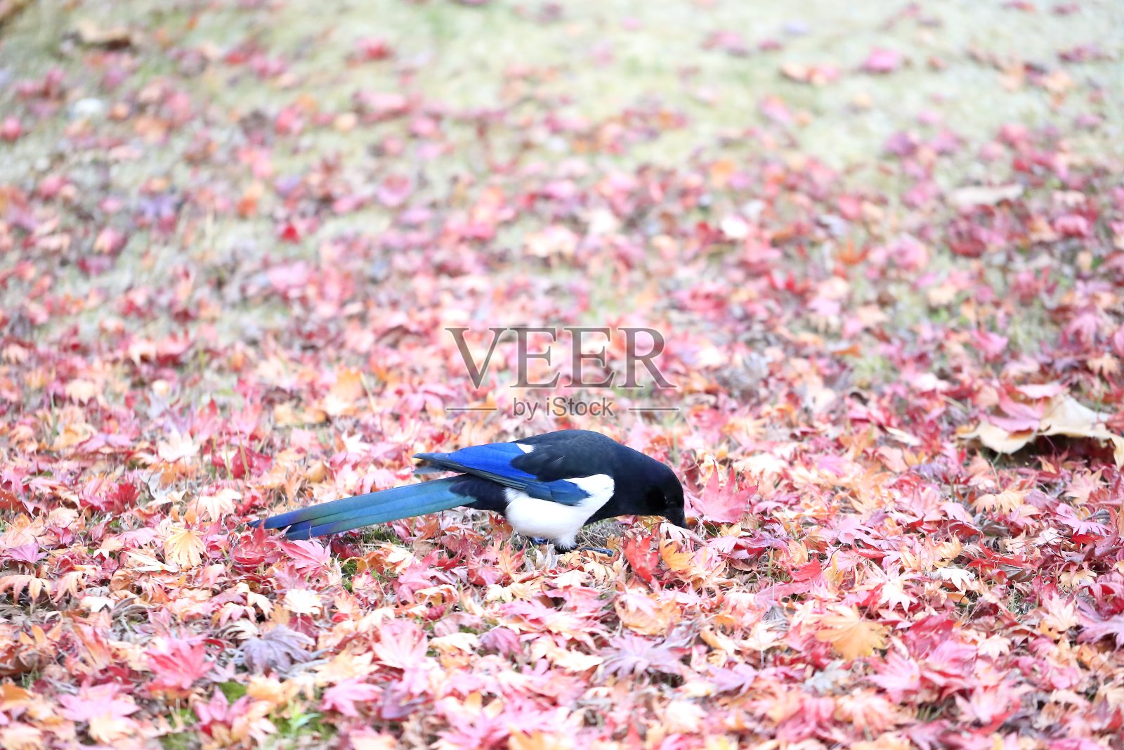 喜鹊照片摄影图片