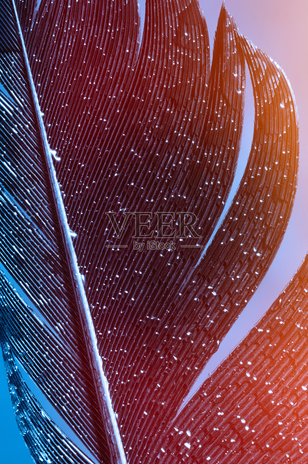 鸟的羽毛,特写。照片摄影图片