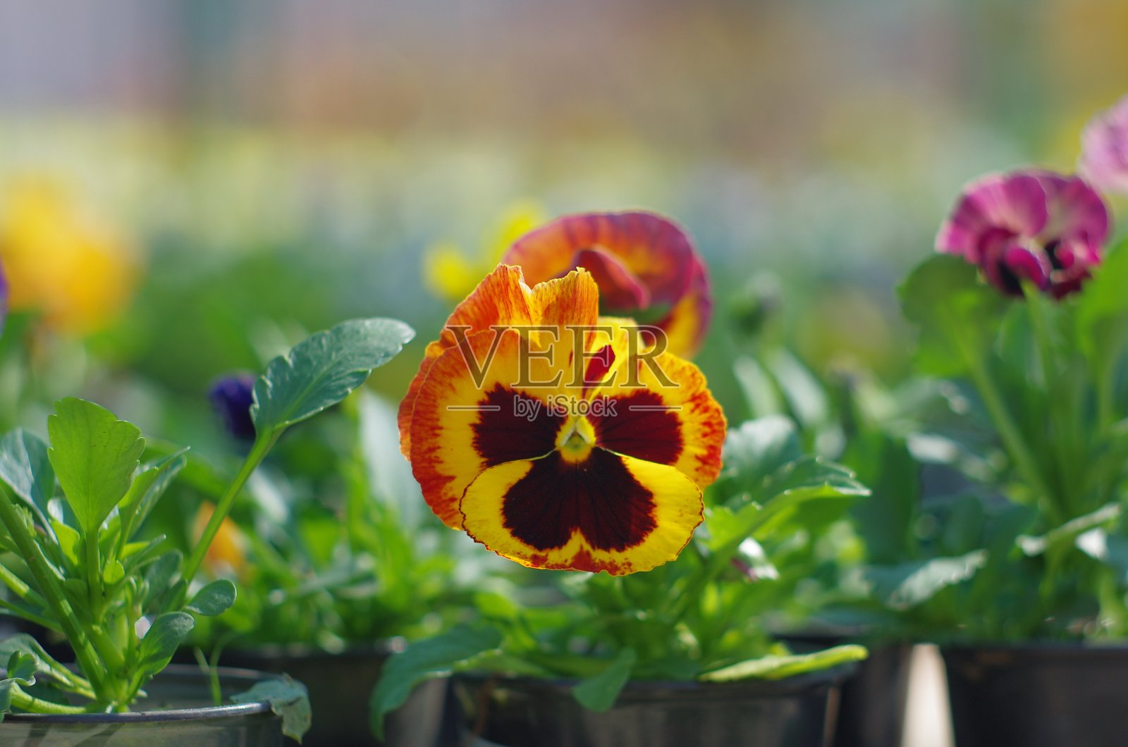 花园堇型花。三色中提琴，特写照片摄影图片