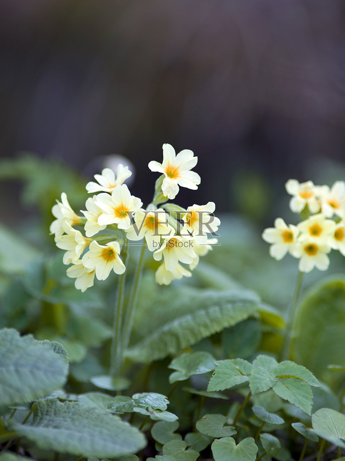 黄樱草花，报春花照片摄影图片