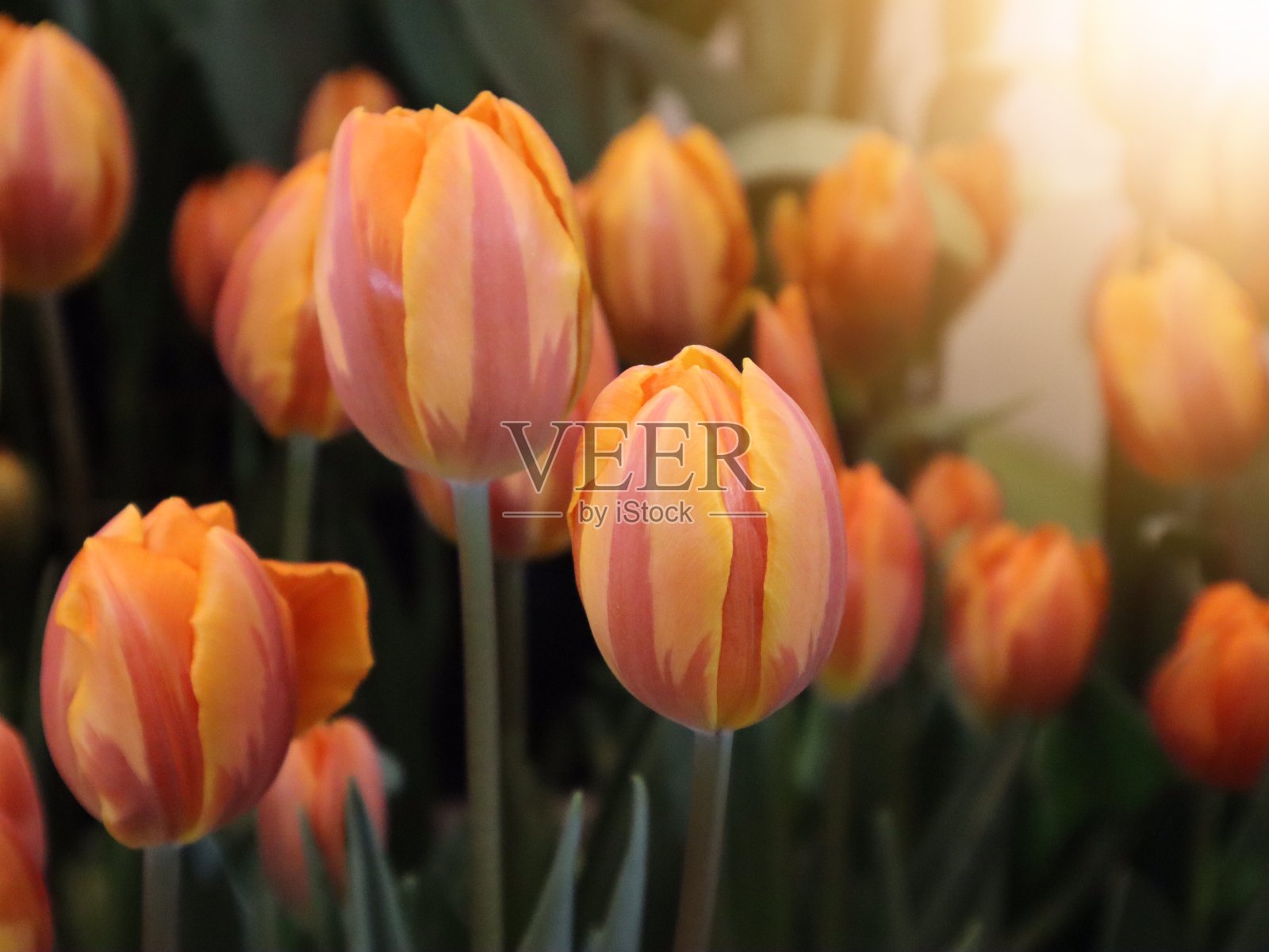 橙色郁金香选择焦点与光的效果照片摄影图片