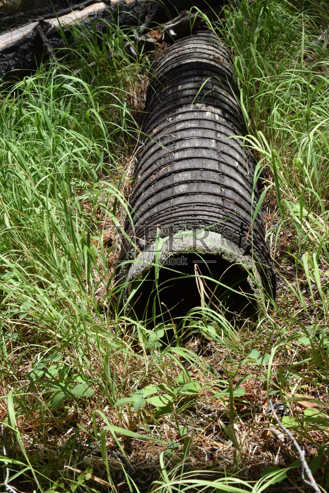 草地上的古董木管。照片摄影图片