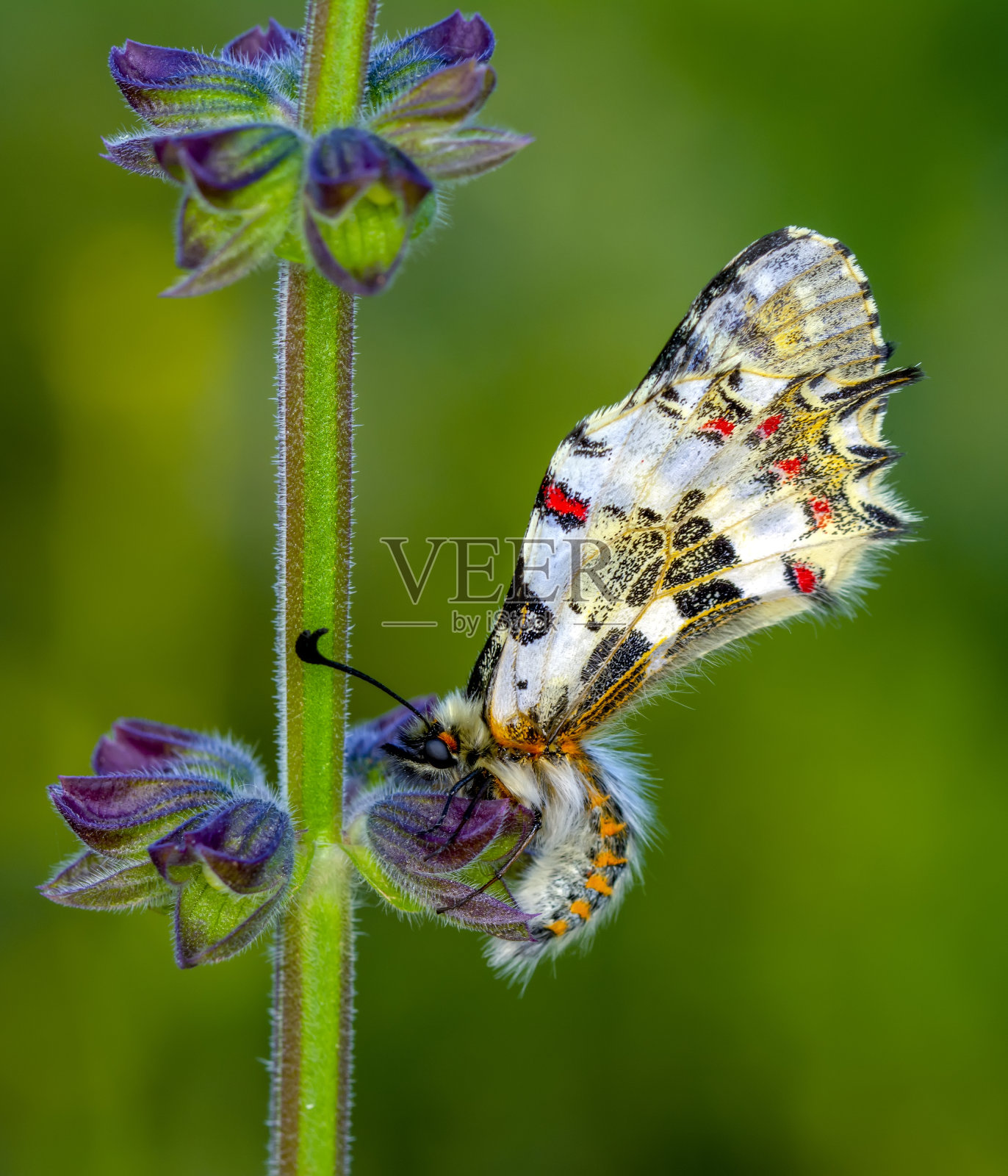 特写美丽的蝴蝶坐在花上。照片摄影图片