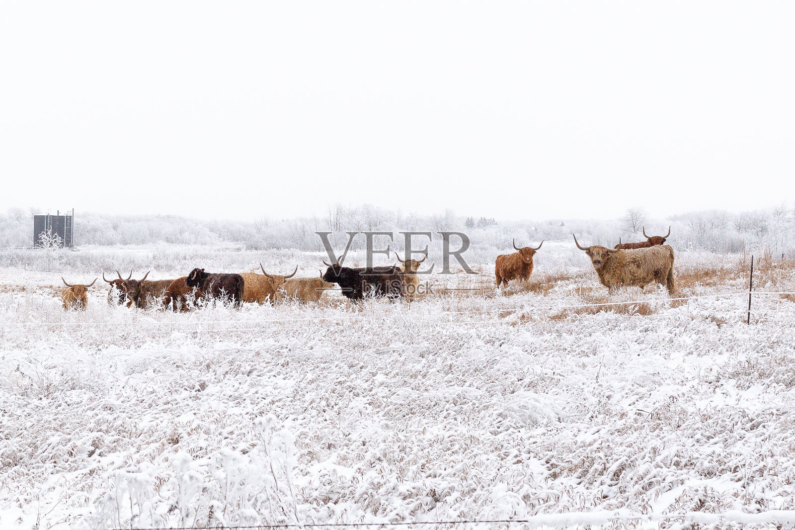 在冬天雪地里驾驶照片摄影图片