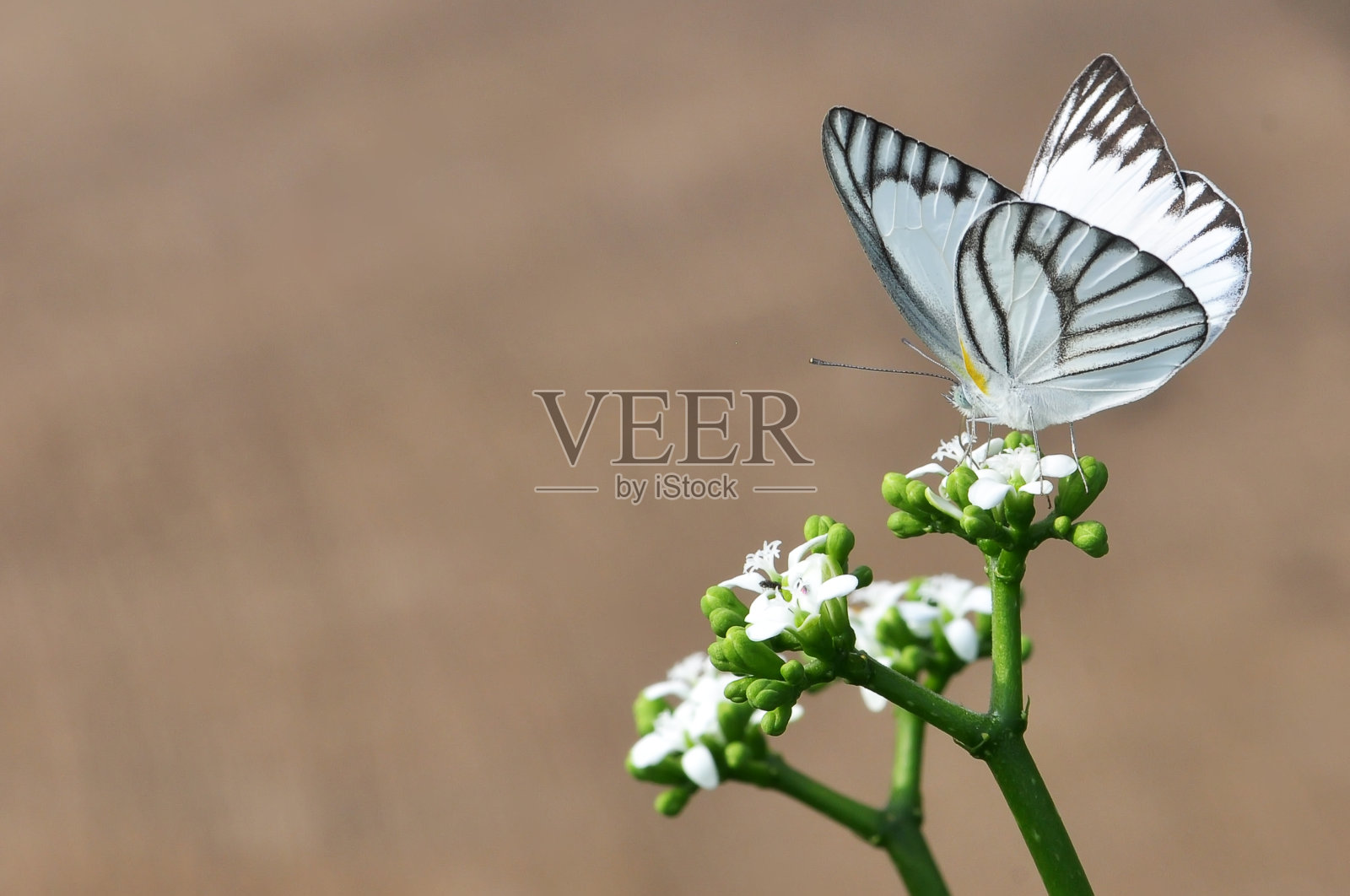 蝴蝶在花照片摄影图片