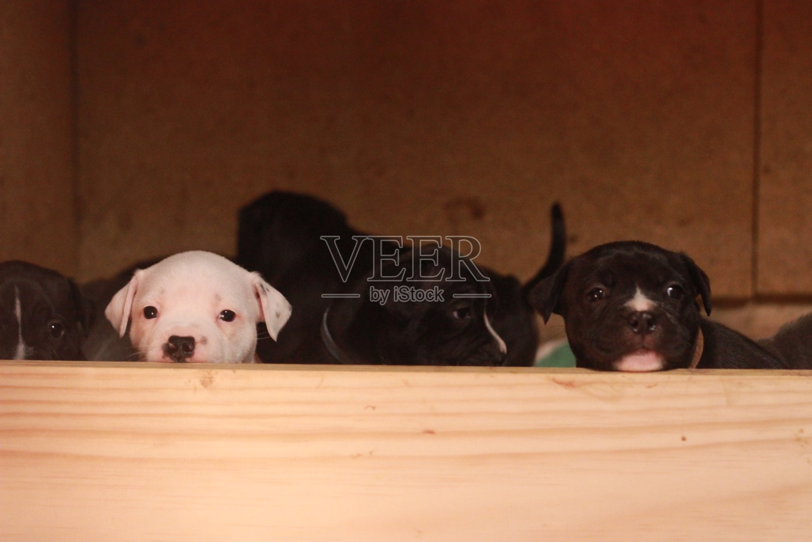 在一个阳光明媚的下午，澳大利亚斯塔福德郡小猎犬在自家的狗窝里休息和玩耍照片摄影图片