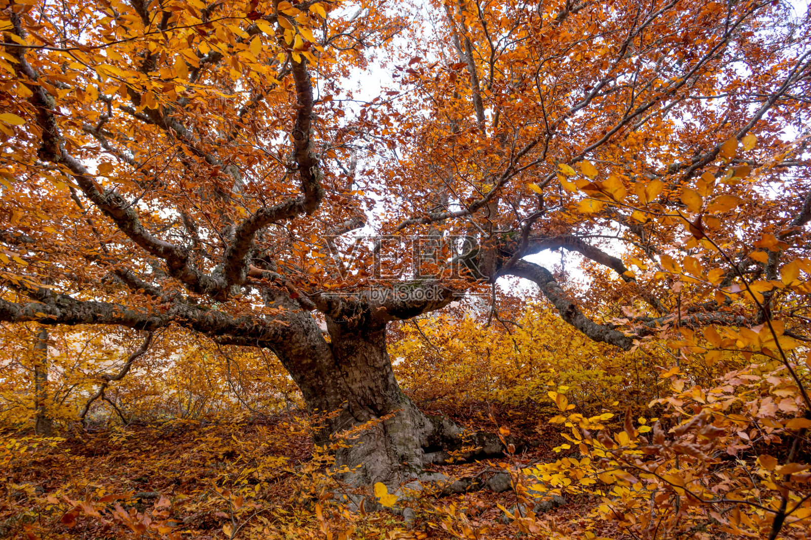秋天的森林照片摄影图片