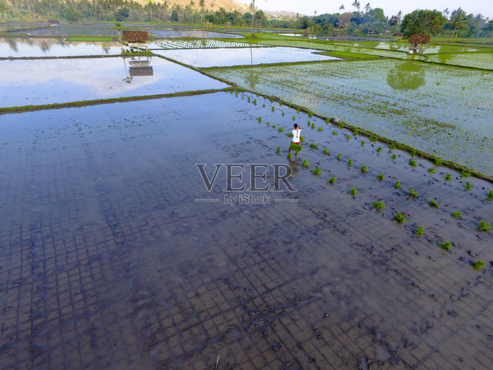 稻田照片摄影图片