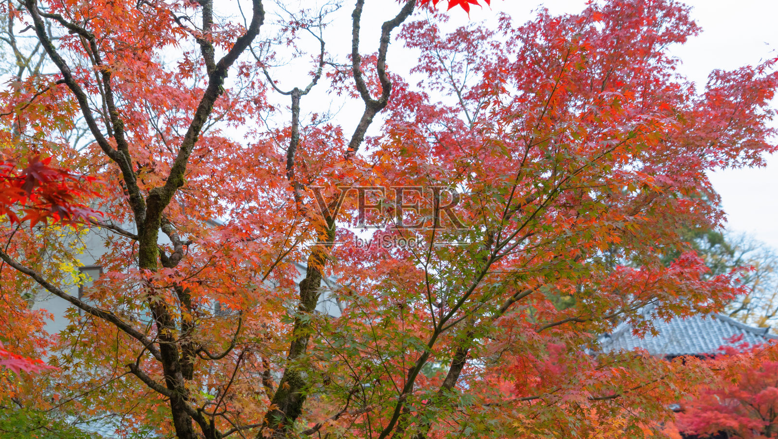 山梨县藤川口子附近的红色枫叶或秋叶在色彩缤纷的秋季。五湖。树木在日本与蓝天。自然环境背景照片摄影图片