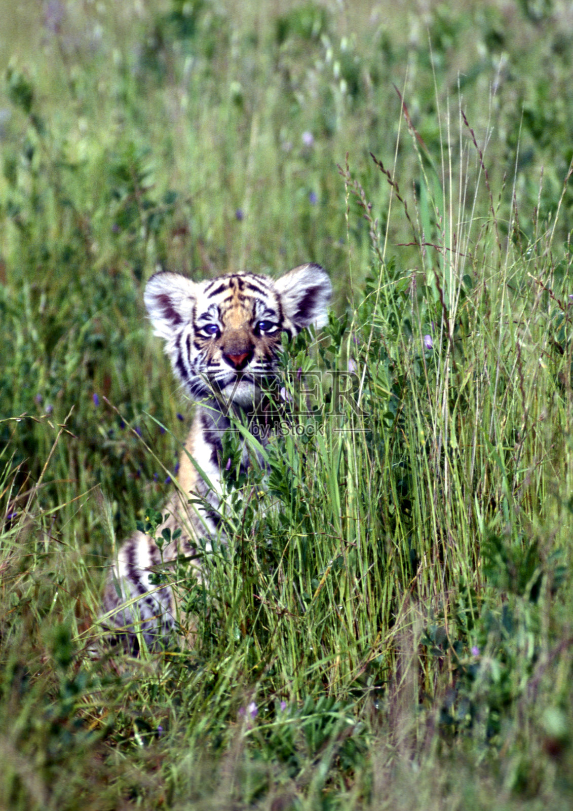 亚洲的孟加拉虎照片摄影图片