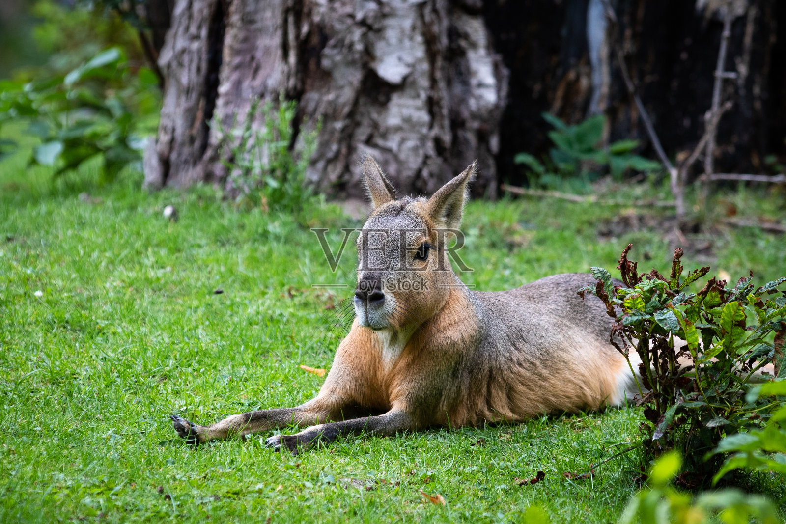 巴塔哥尼亚马拉照片摄影图片