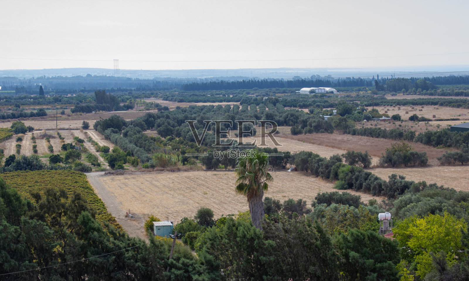 可以在美丽的田野上看到棕榈树照片摄影图片