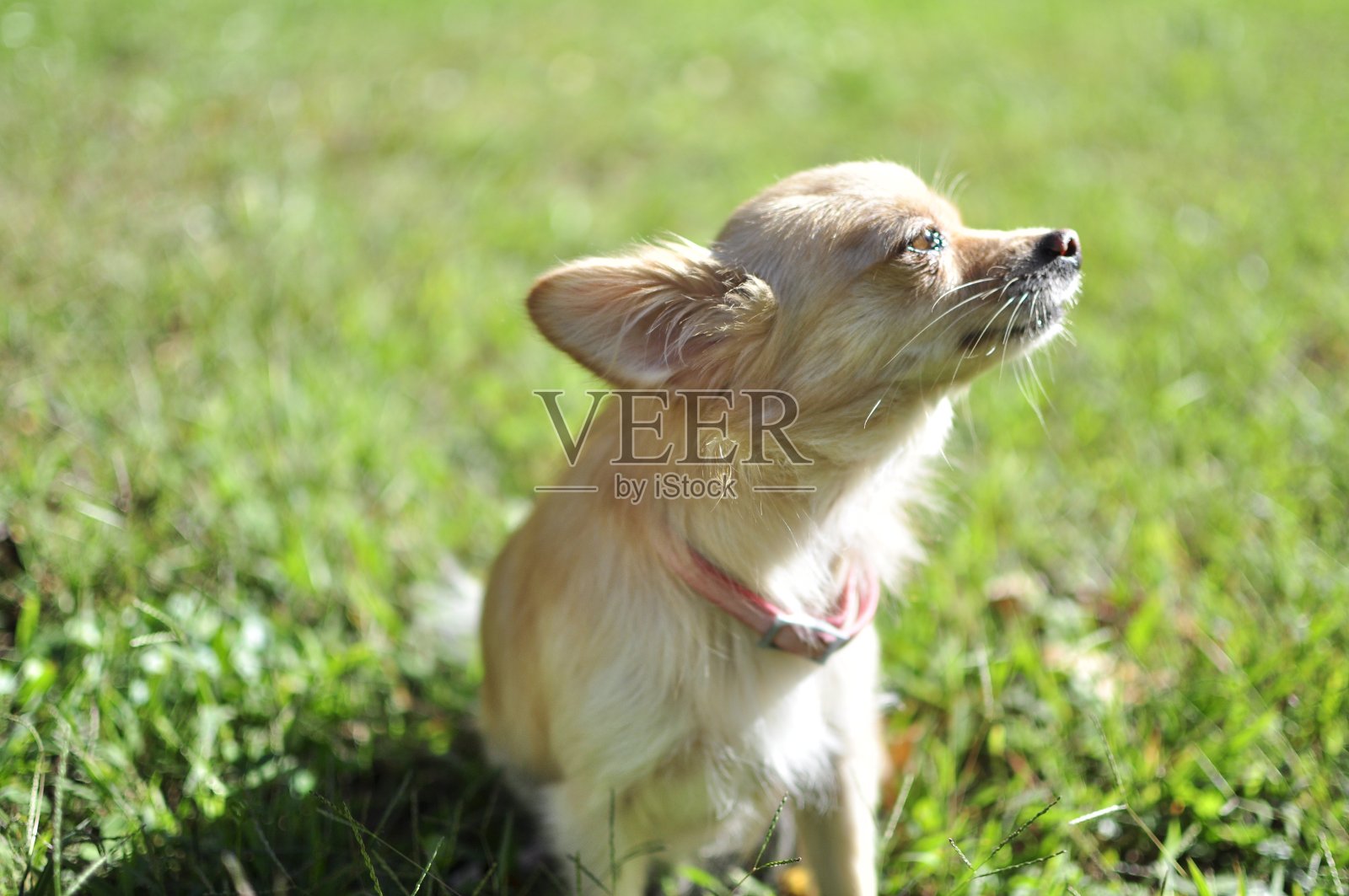 宠物爱-阳光照片摄影图片