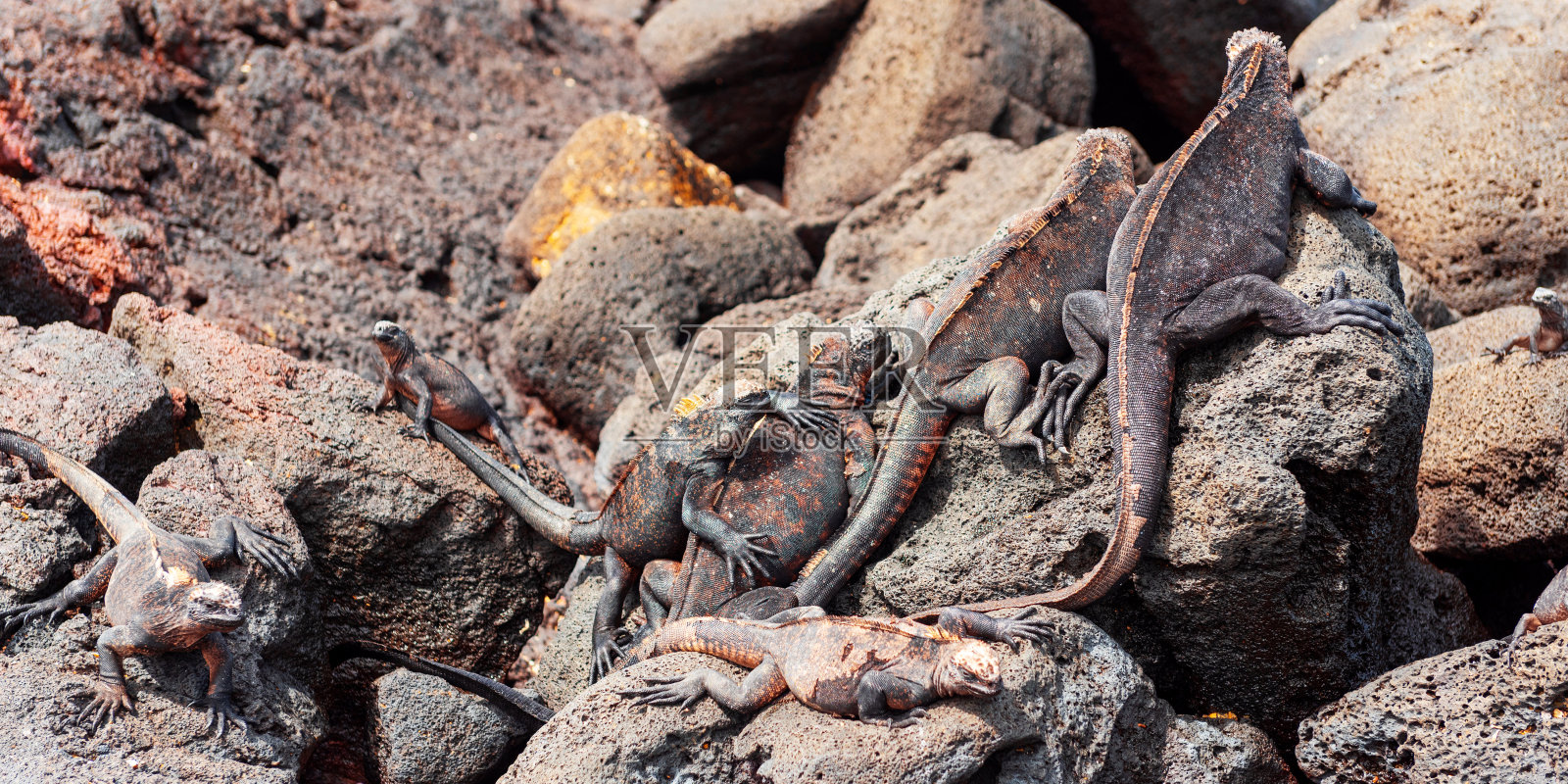 石头上的海鬣蜥，加拉帕戈斯岛，伊莎贝拉岛。选择聚焦。照片摄影图片