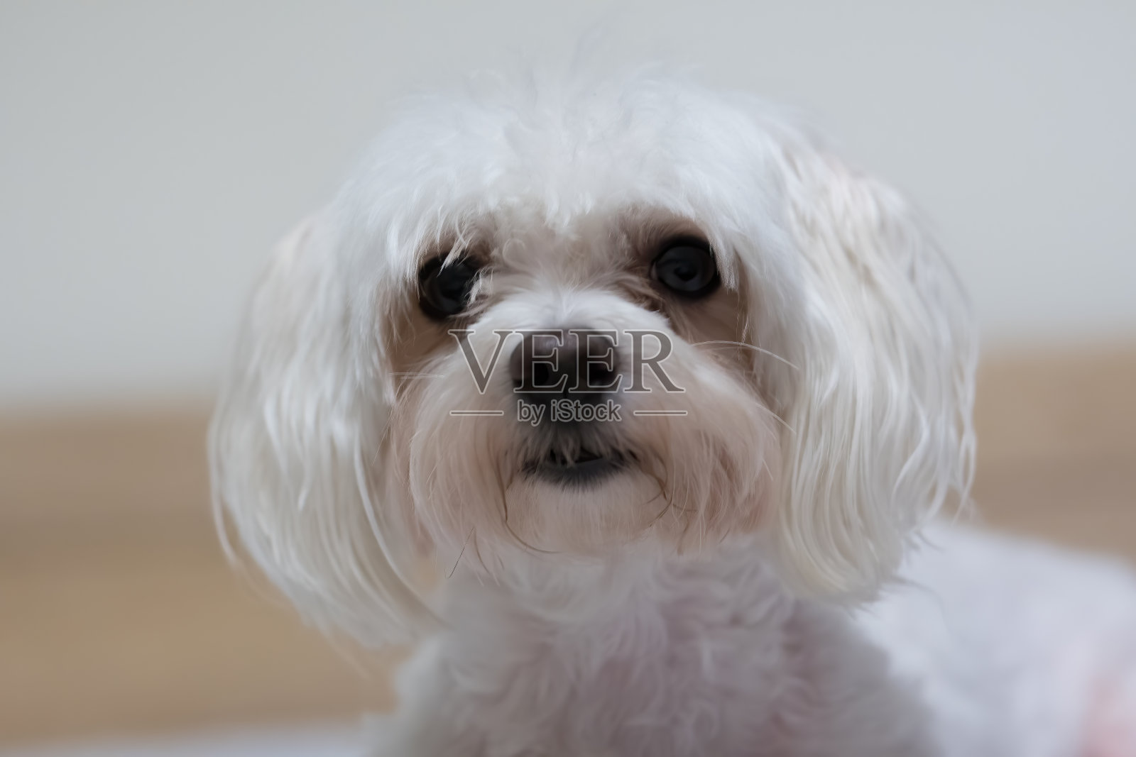 一只可爱的马耳他梗照片摄影图片