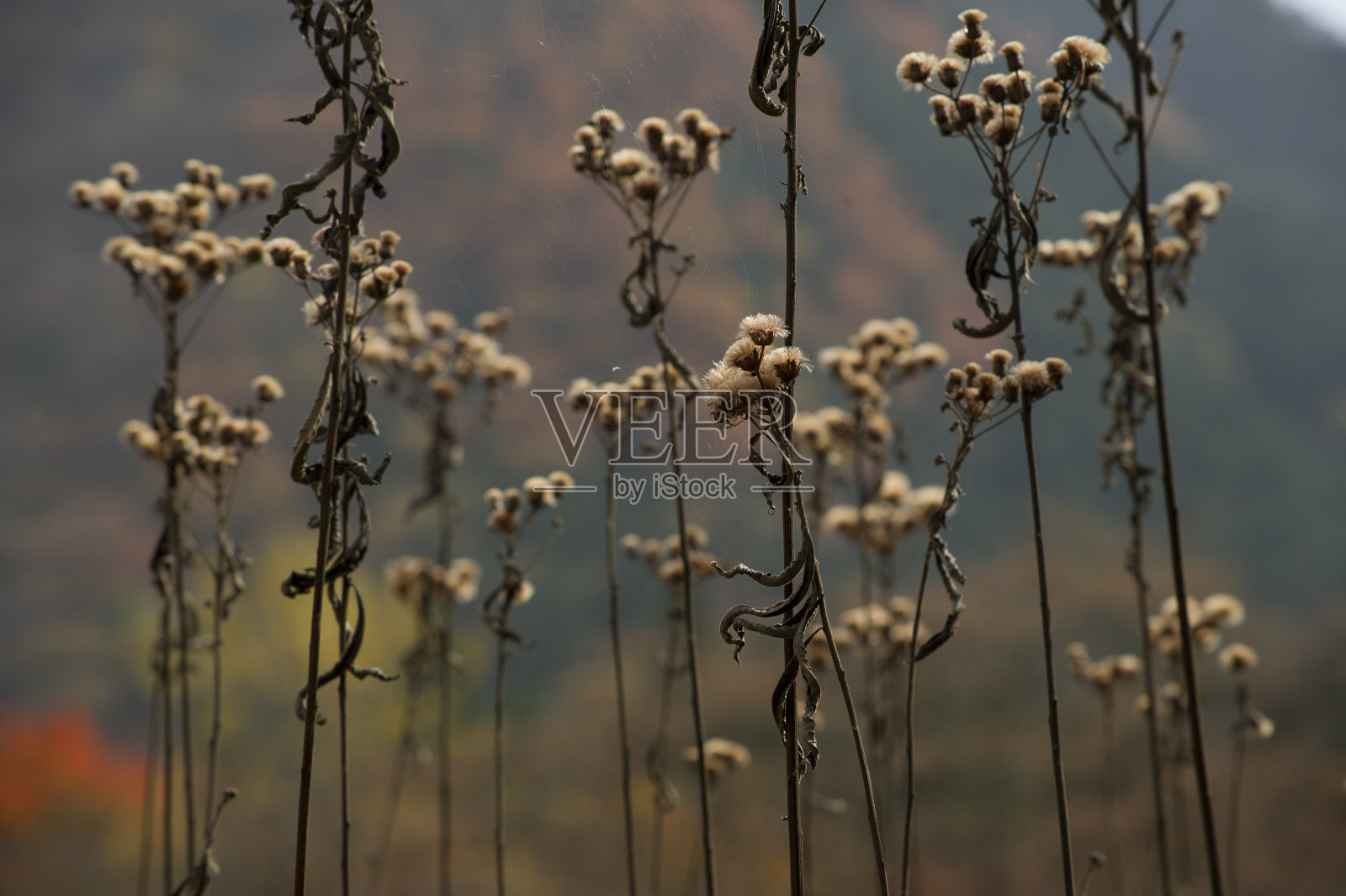 日光植物园的秋色照片摄影图片