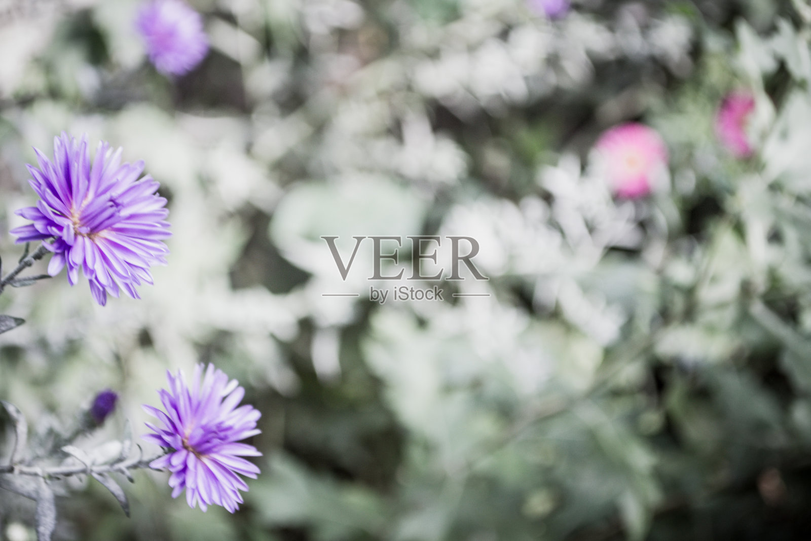 模糊的照片与软焦点，花园植物与紫色的花盛开在灰色的背景。本空间照片摄影图片