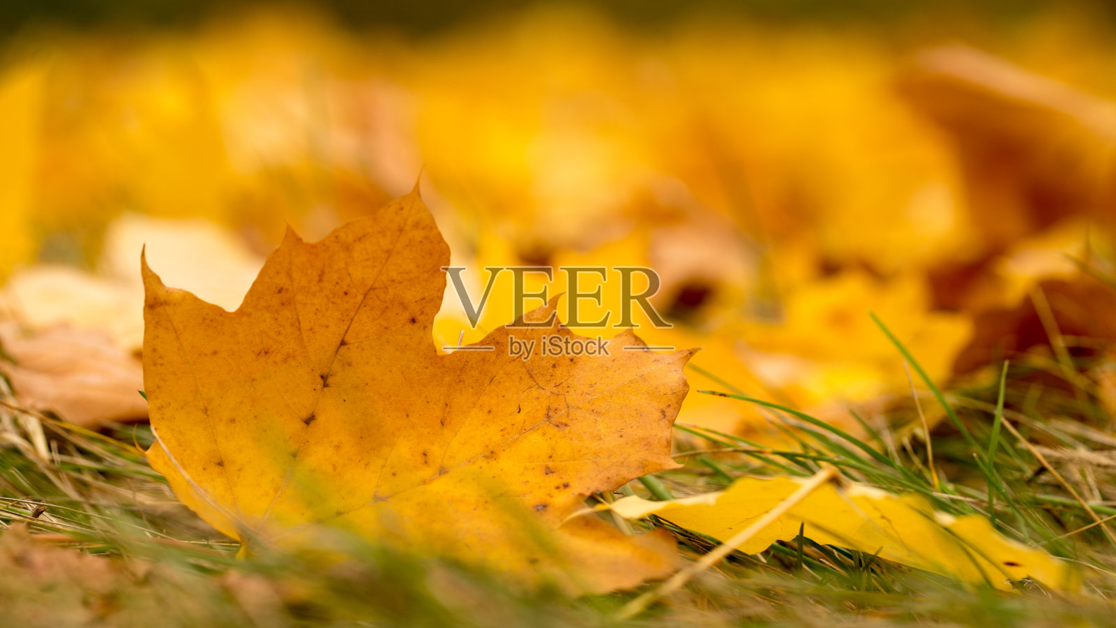 明亮的秋叶照片摄影图片