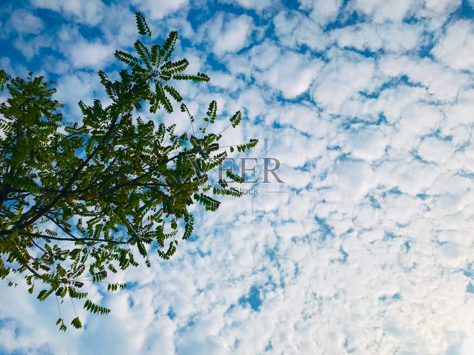 桑里照片摄影图片