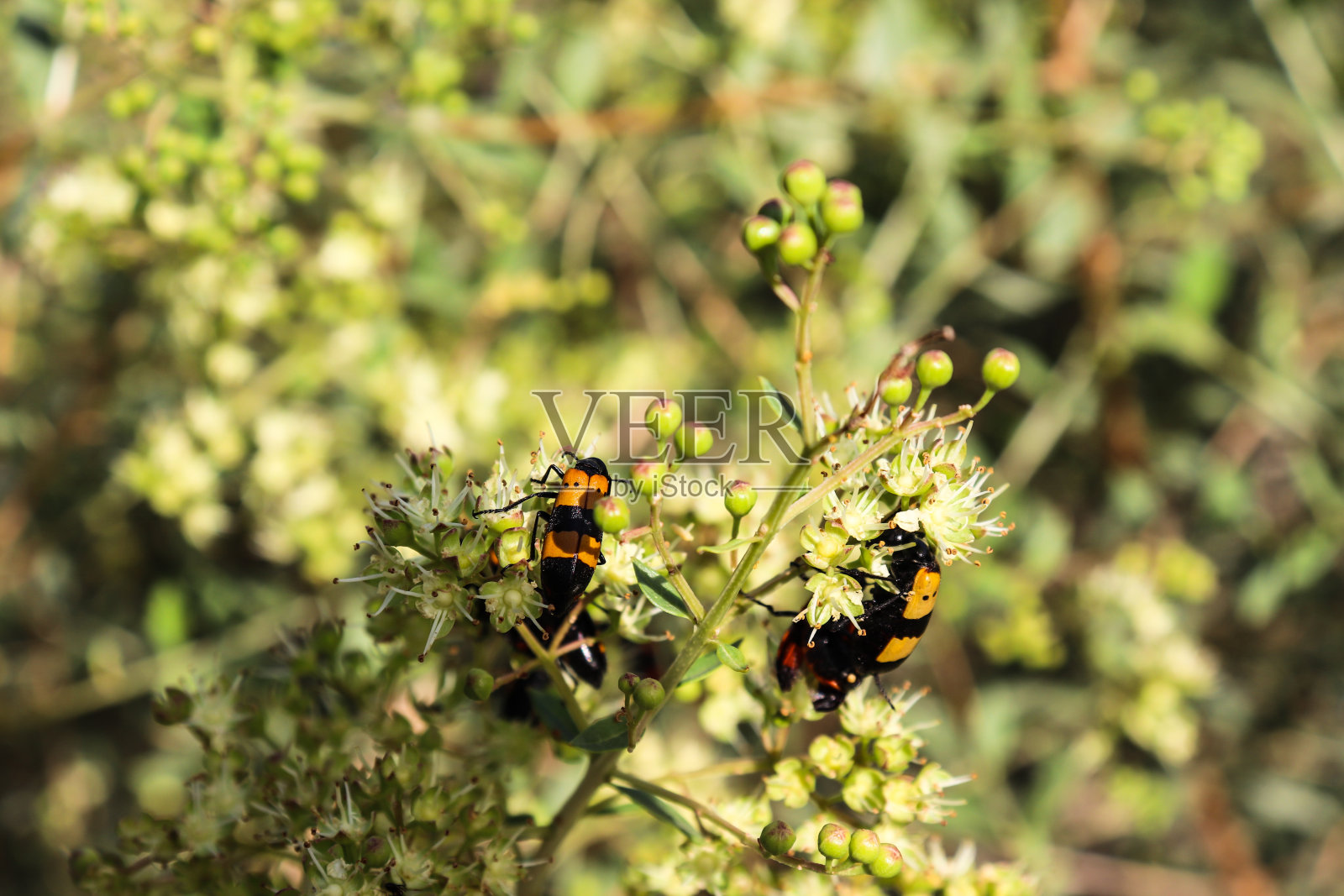黄色棉虫在野花盛开自然户外摄影亚洲照片摄影图片
