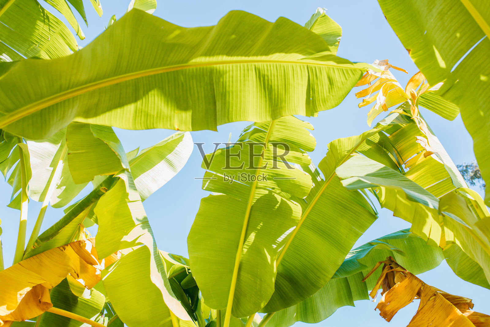 热带的绿色或黄色香蕉树叶和香蕉树的纹理表面背景。夏季或热带背景概念图像。香蕉叶的细节。照片摄影图片