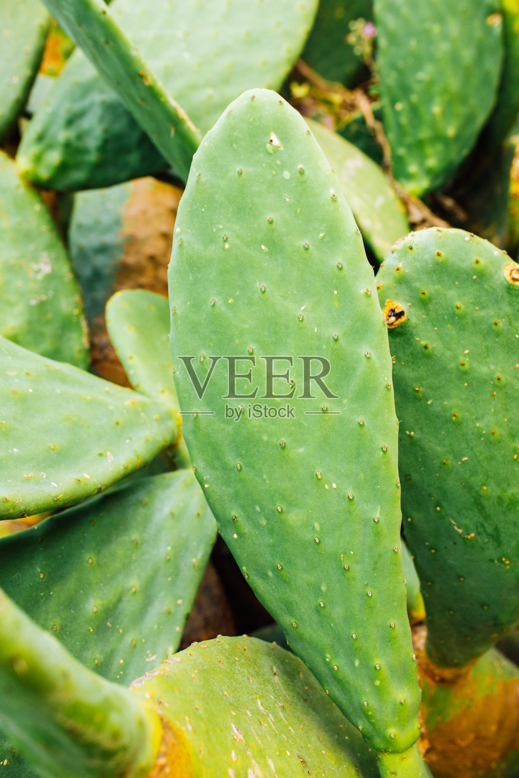 绿色的仙人掌树叶。巴巴利无花果(仙人掌)或多刺的仙人掌叶子。照片摄影图片