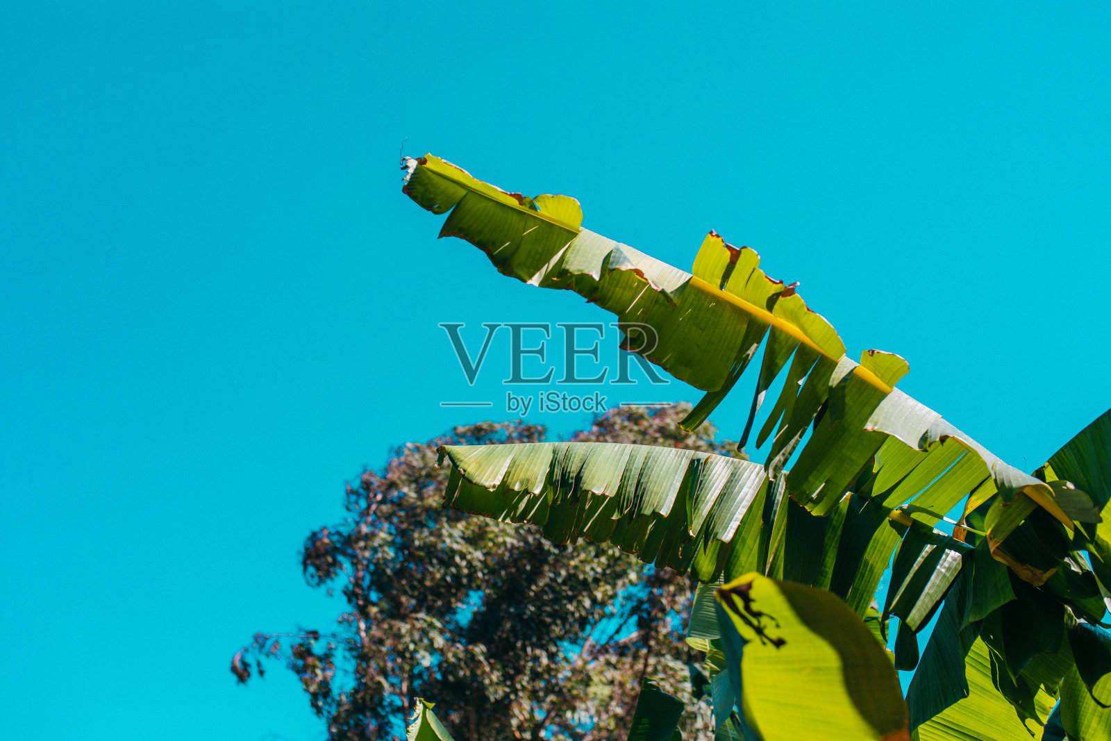 热带的绿色或黄色香蕉树叶和香蕉树的纹理表面背景。夏季或热带背景概念图像。香蕉叶的细节。照片摄影图片