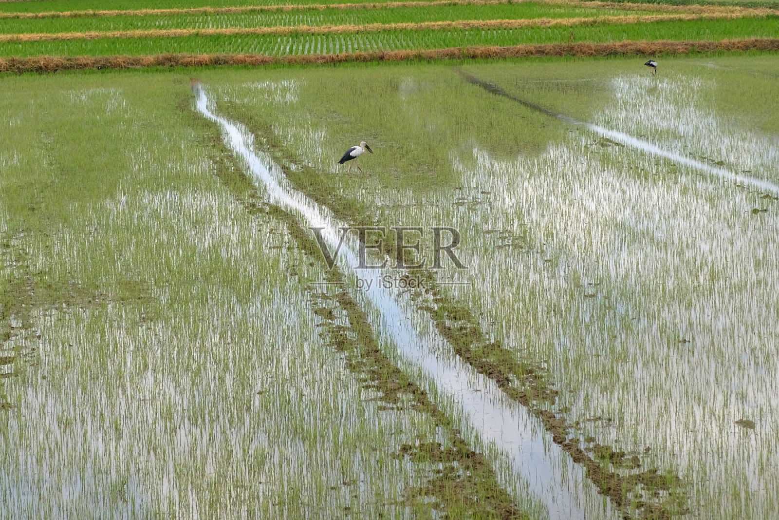 稻田里的稻子照片摄影图片