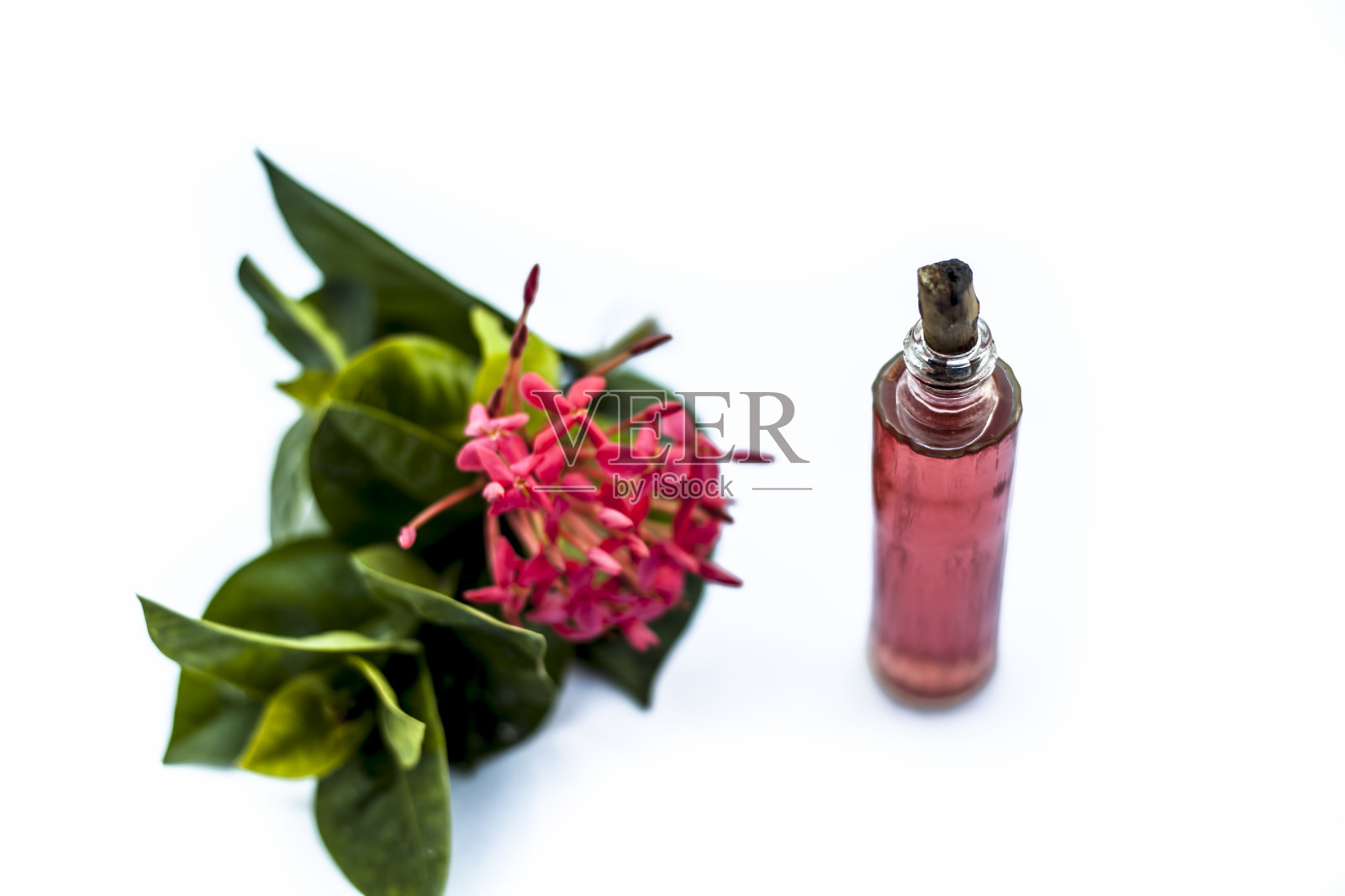 特写红色五角花或埃及星花或茉莉花孤立在白色与它的香水或喷雾在一个玻璃瓶。照片摄影图片