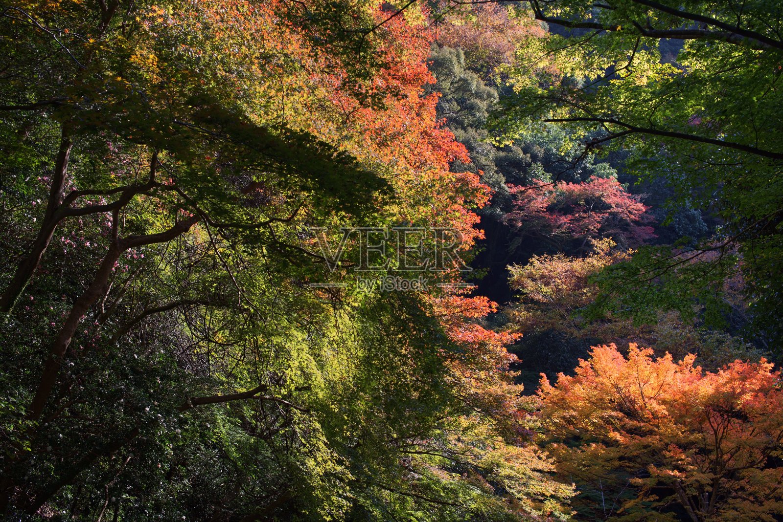秋天照片摄影图片