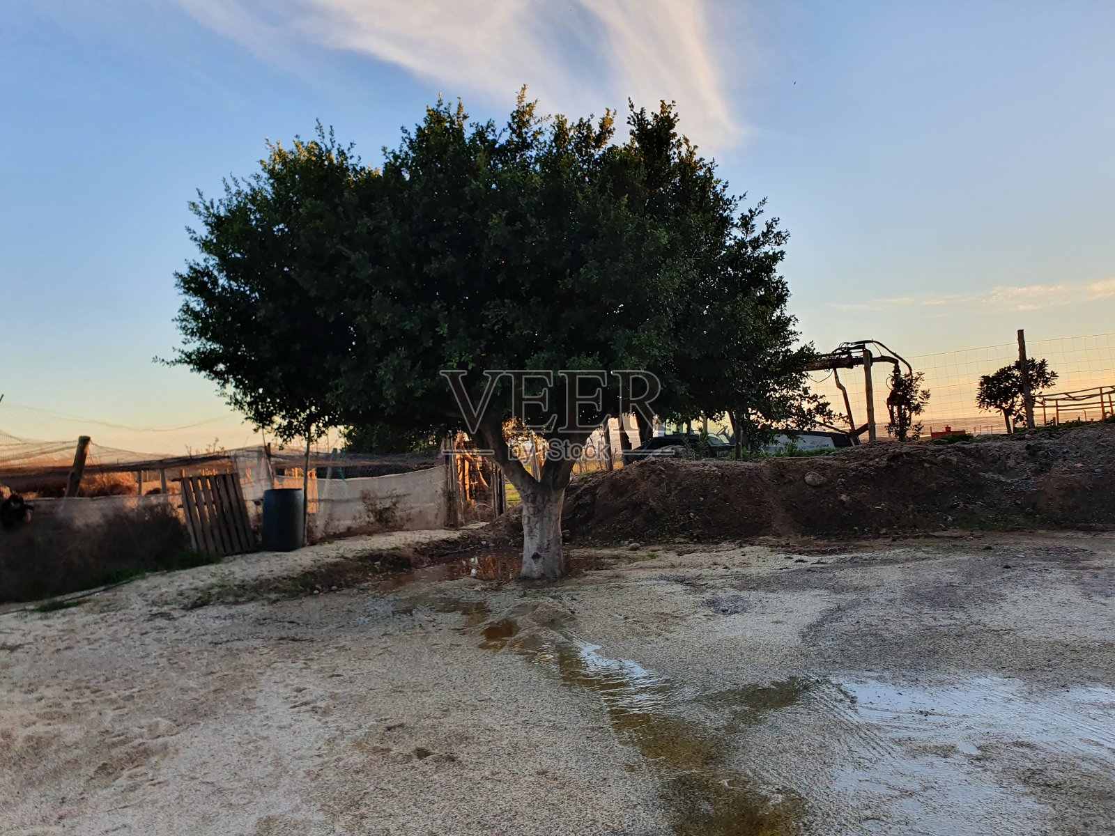 树照片摄影图片