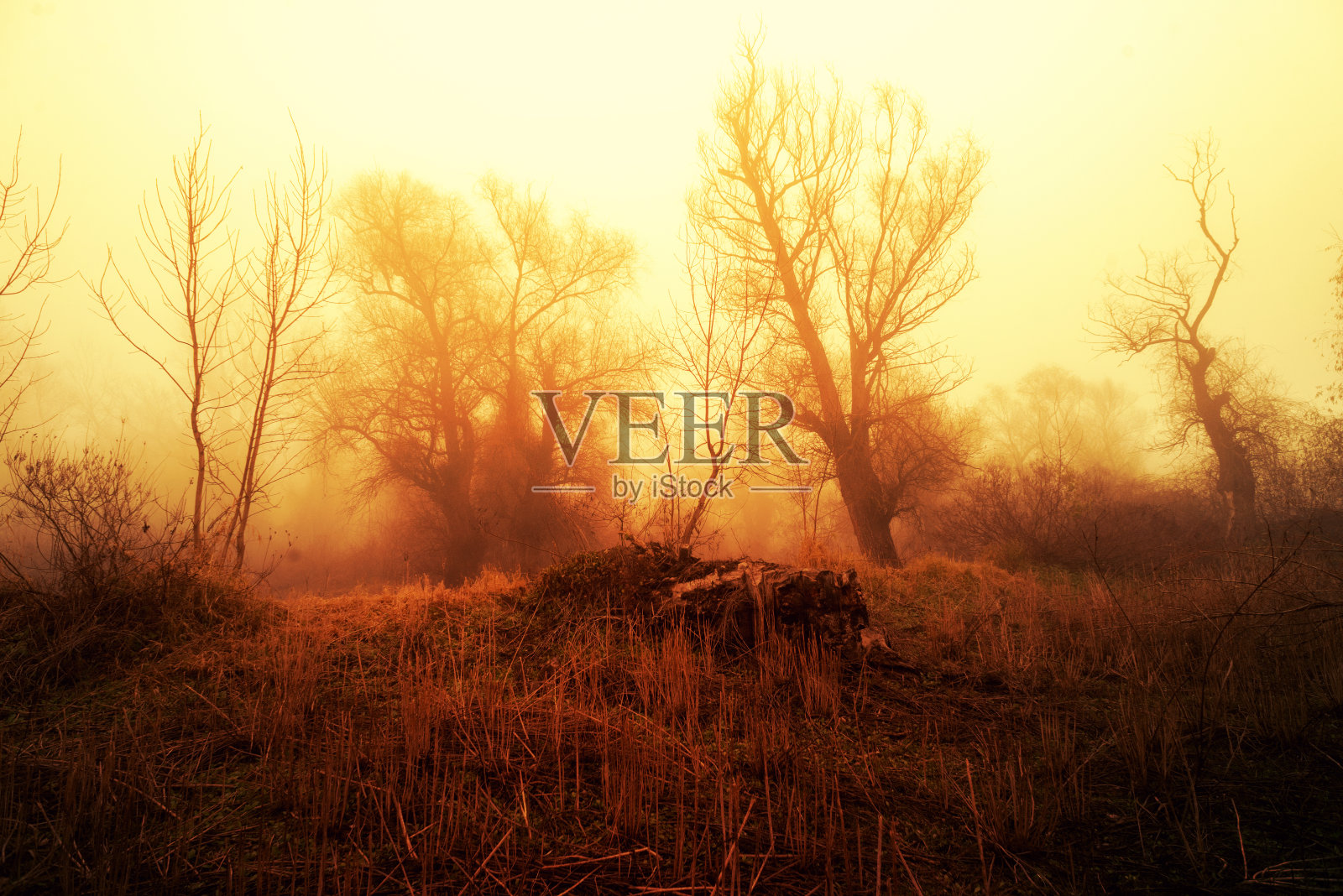 令人毛骨悚然的冬景照片摄影图片