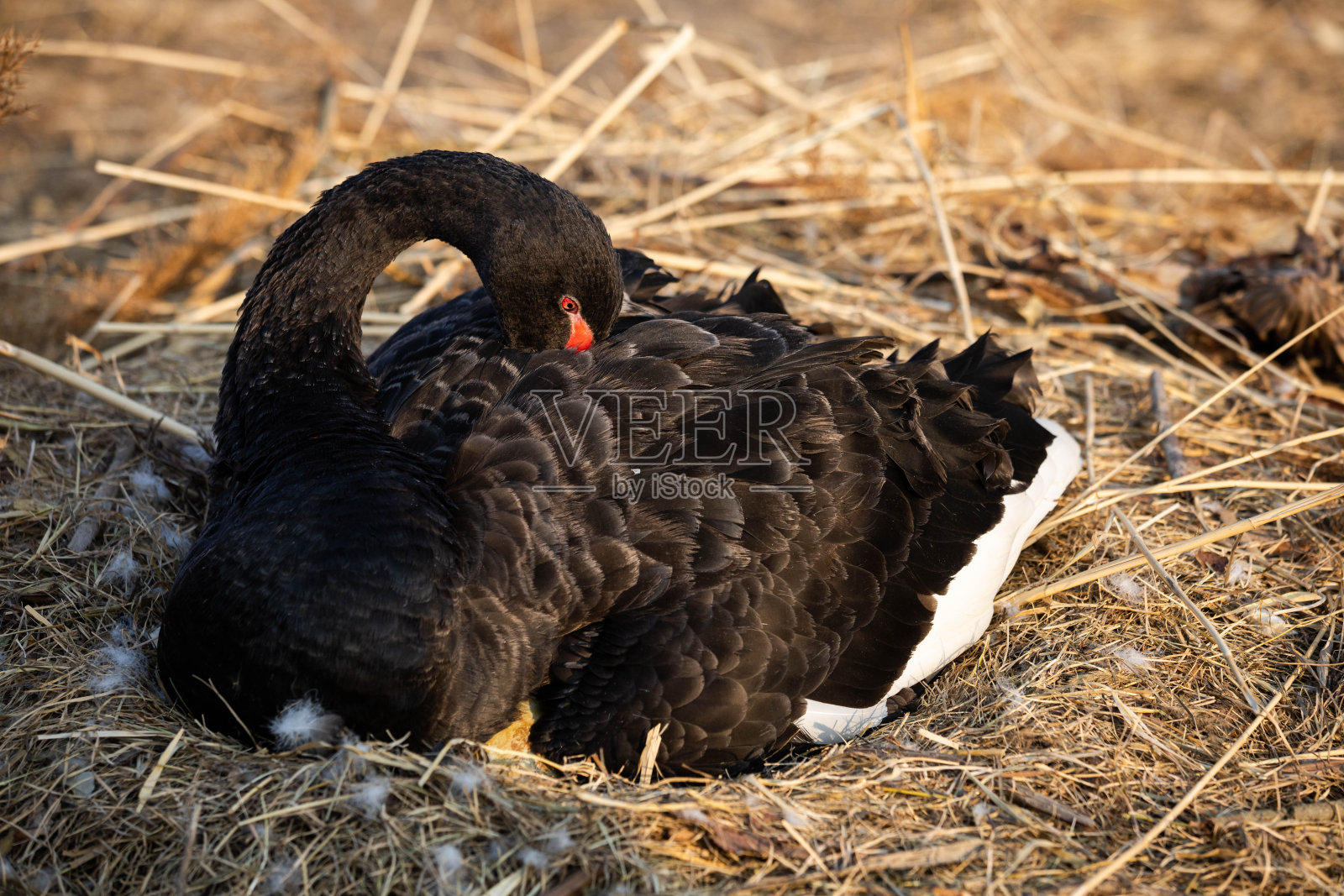 冬天的黑天鹅照片摄影图片