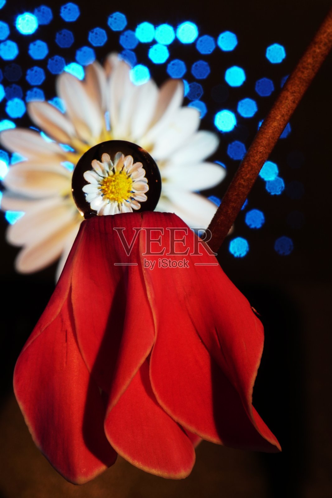 菊花4照片摄影图片