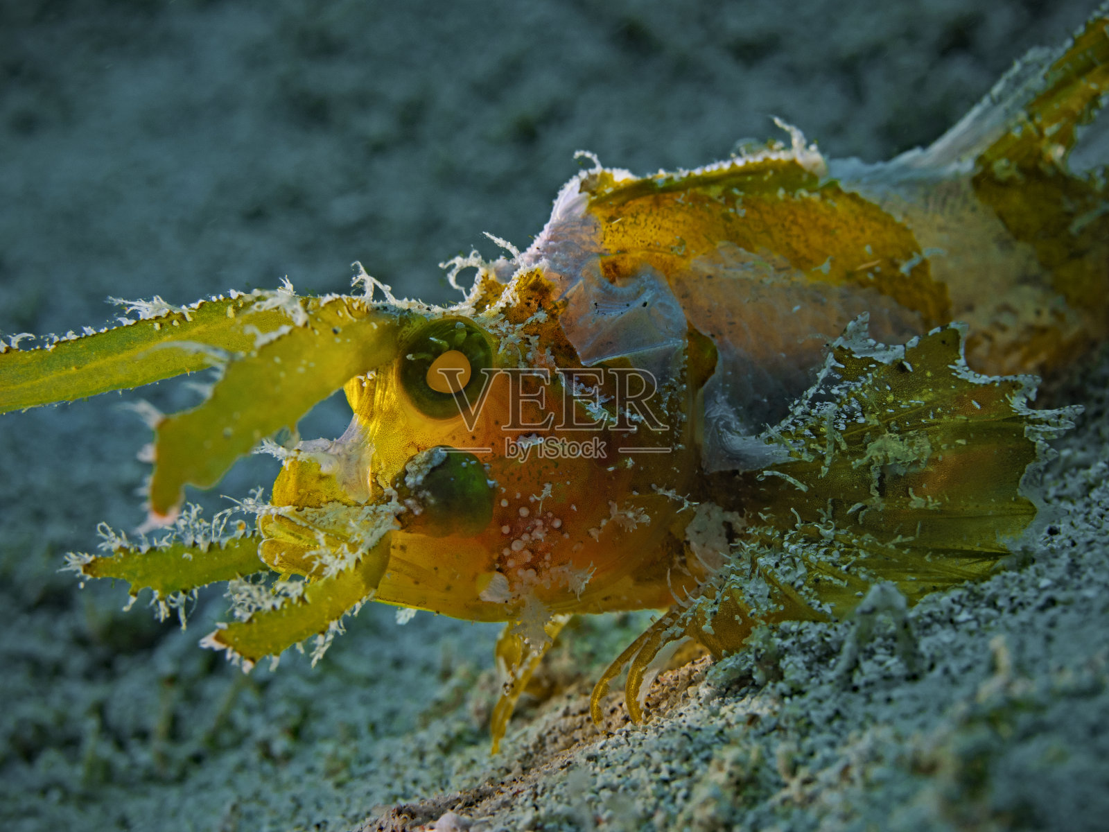 安博天鱼，安博斯科菲什照片摄影图片