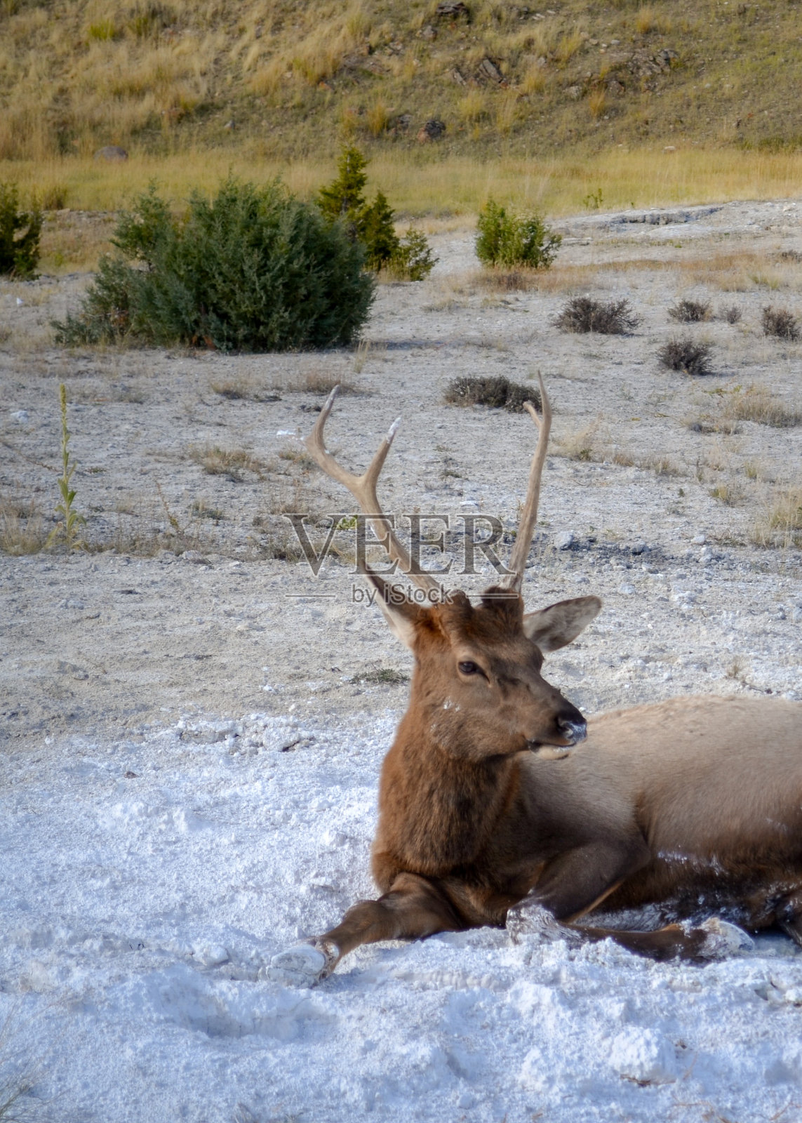 黄石公园里的麋鹿照片摄影图片
