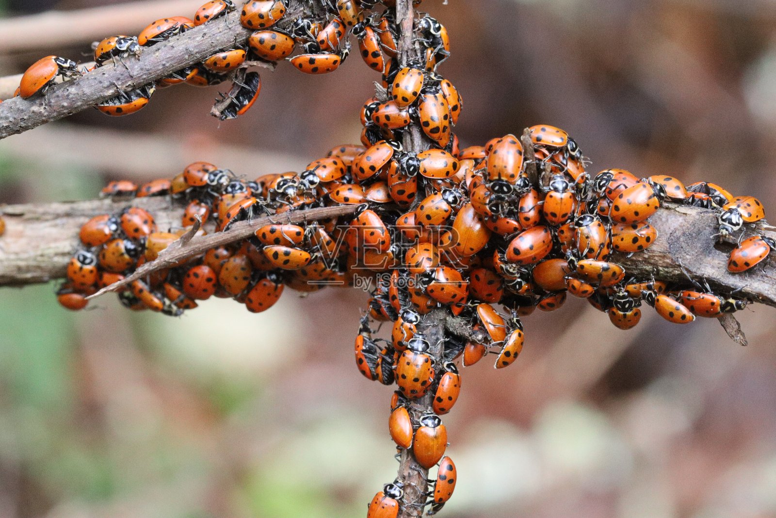 瓢虫在加州的州立公园过冬照片摄影图片