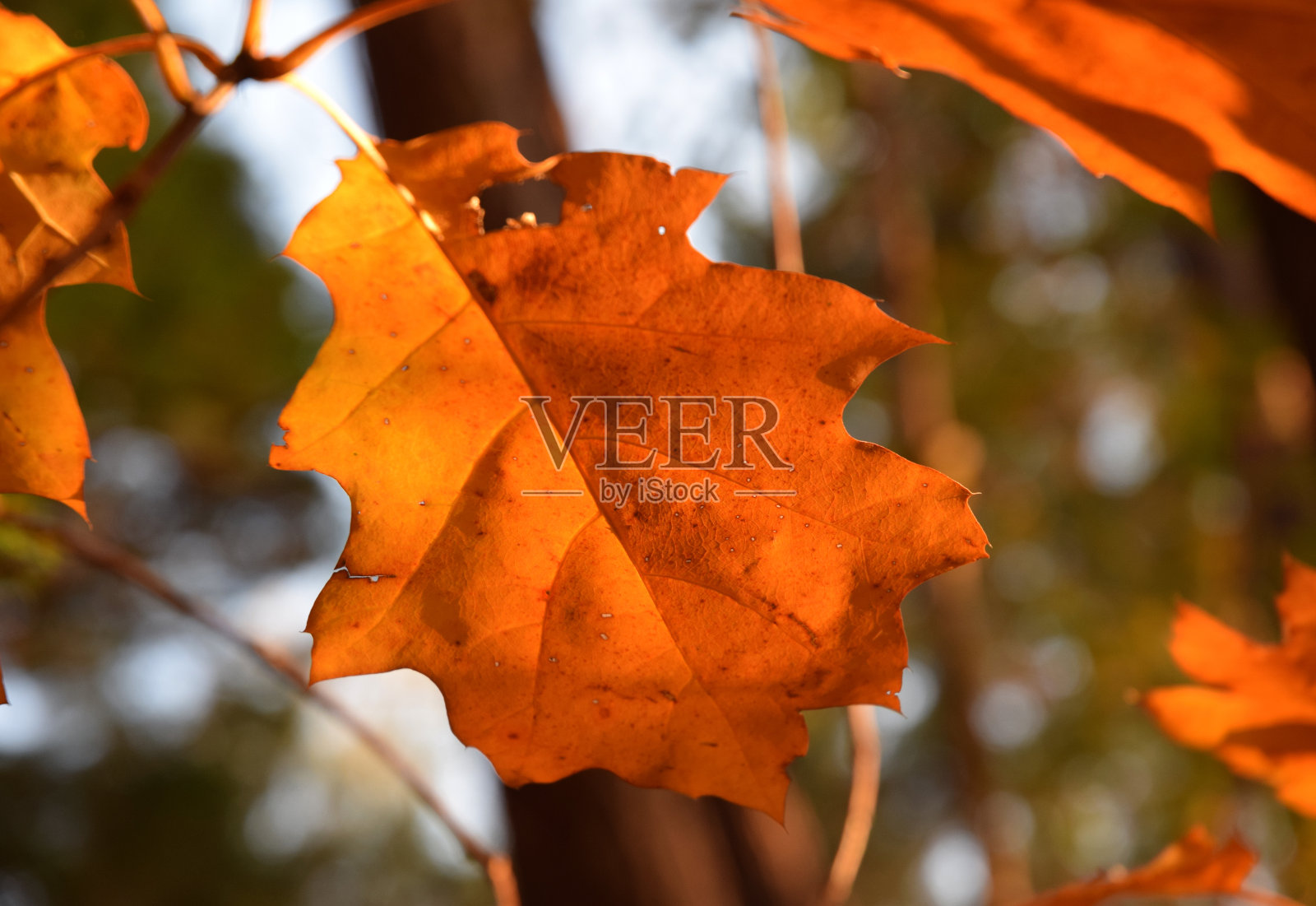秋天充满生气的颜色叶子照片摄影图片