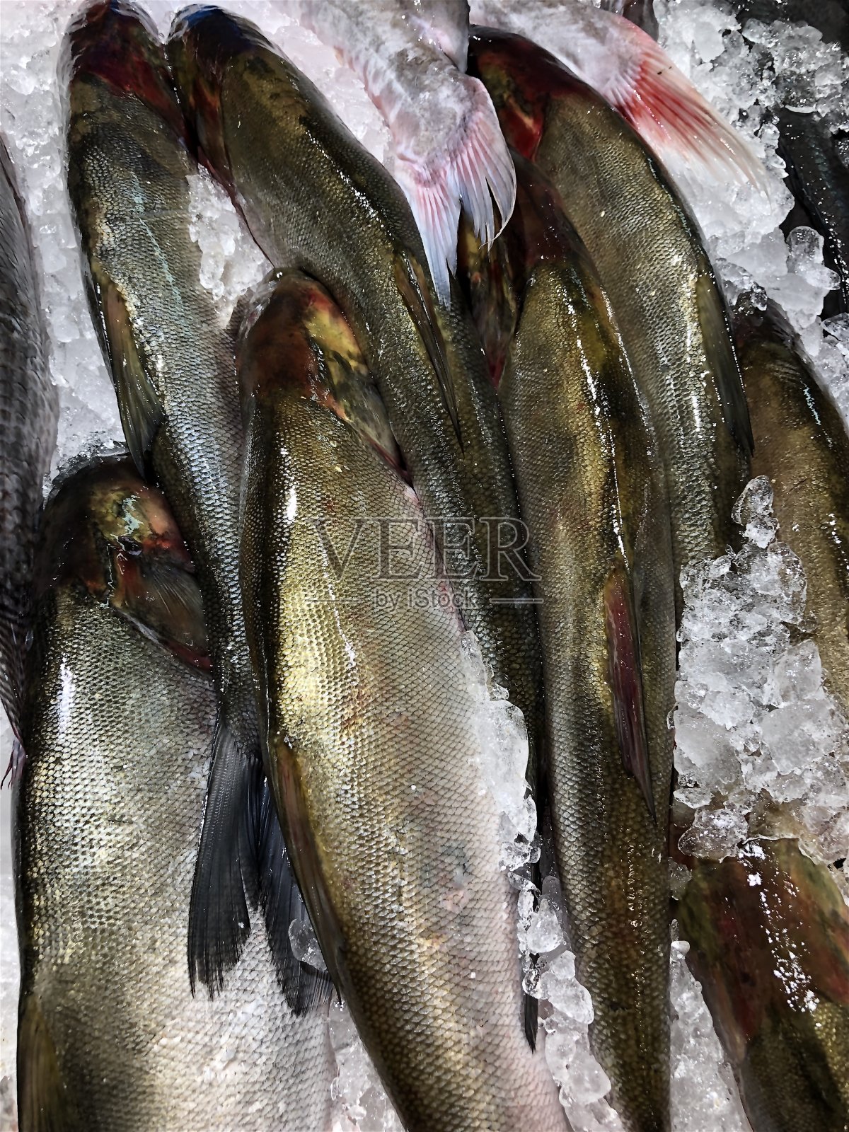 超市柜台的鲜鱼图片照片摄影图片