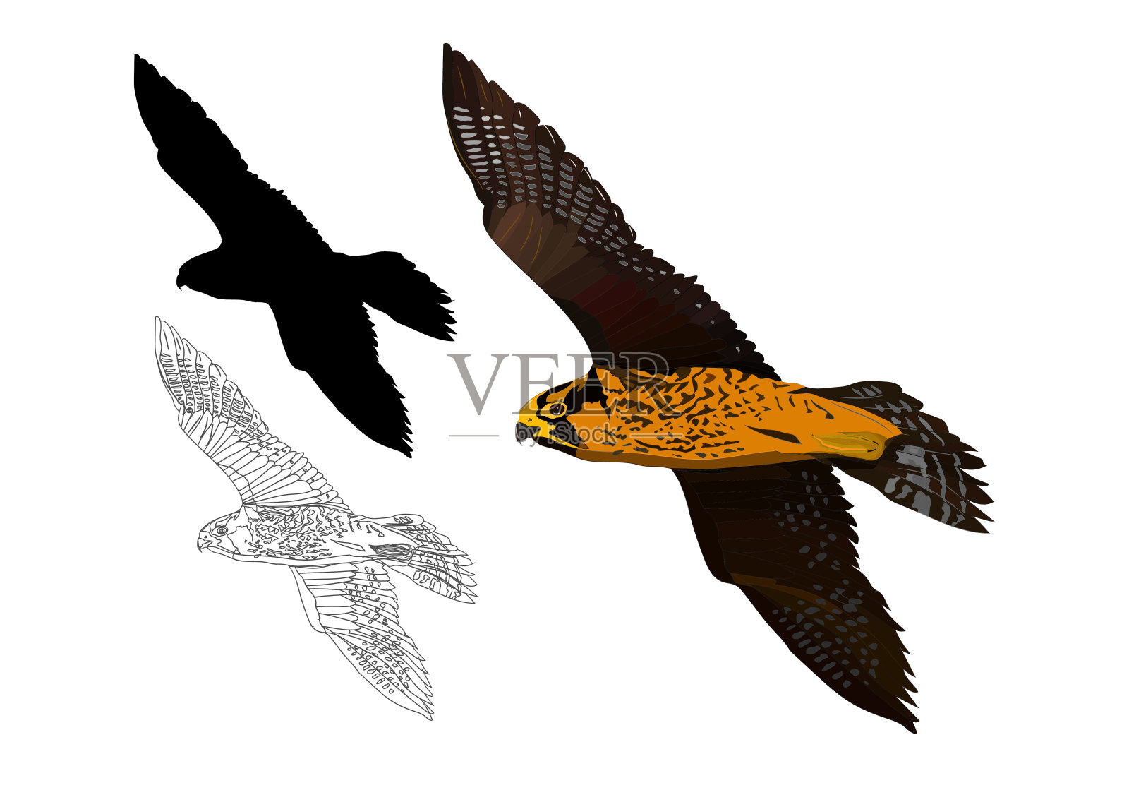 飞翔的鸟。鸟的猎物。矢量图像。白色背景。设计元素图片