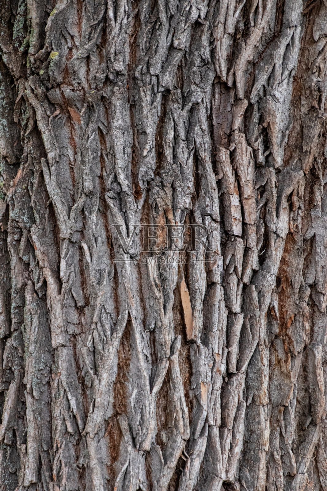 一棵饱经风霜的树皮——特写图案照片摄影图片