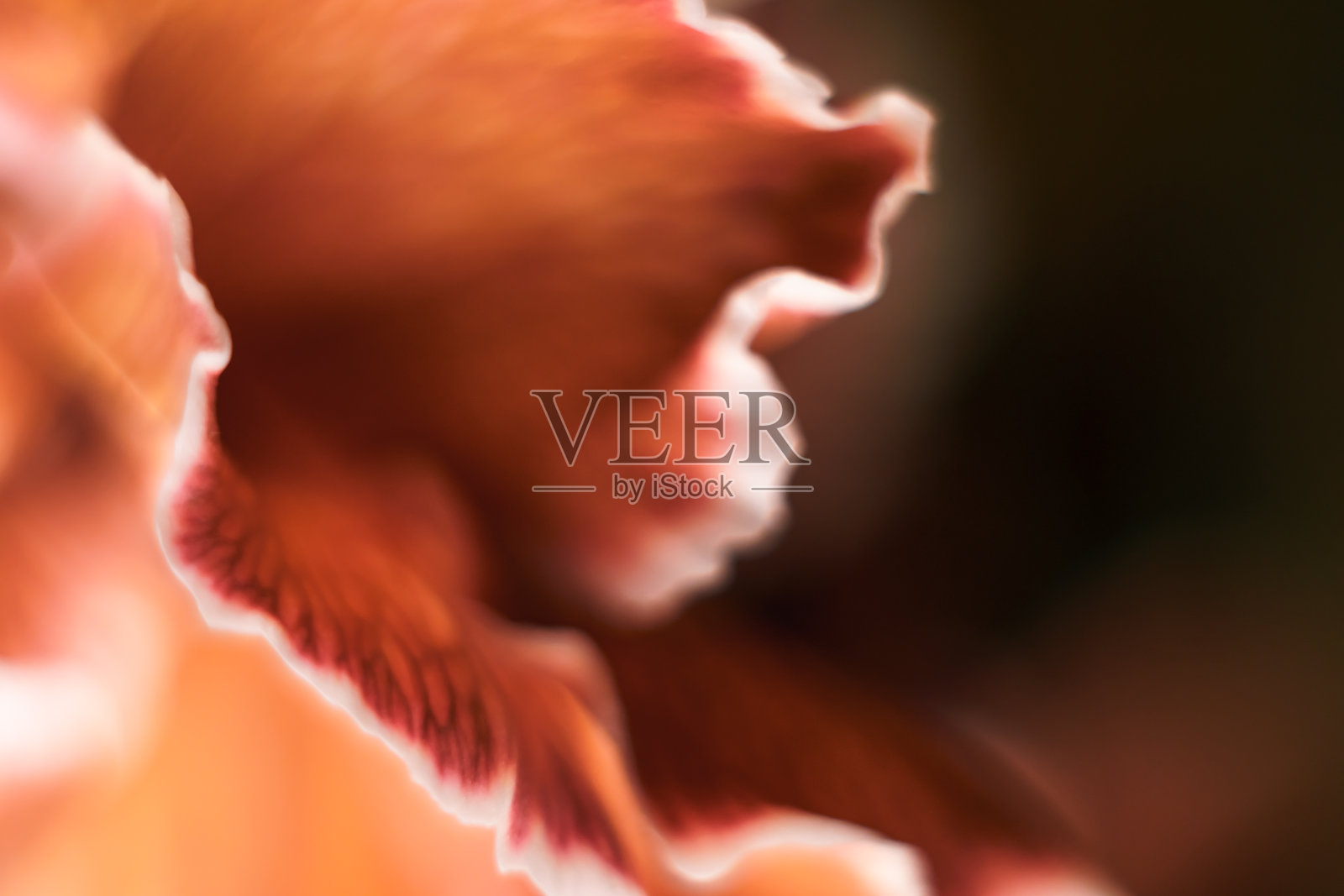 婚礼贺卡花卉图案。照片摄影图片