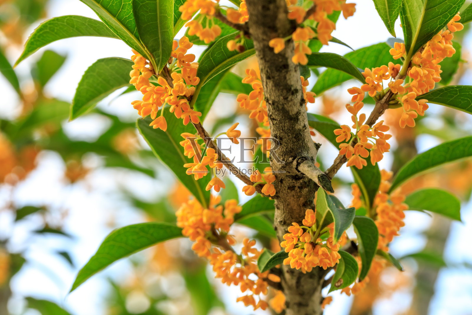 黄色的桂花盛开在秋天照片摄影图片