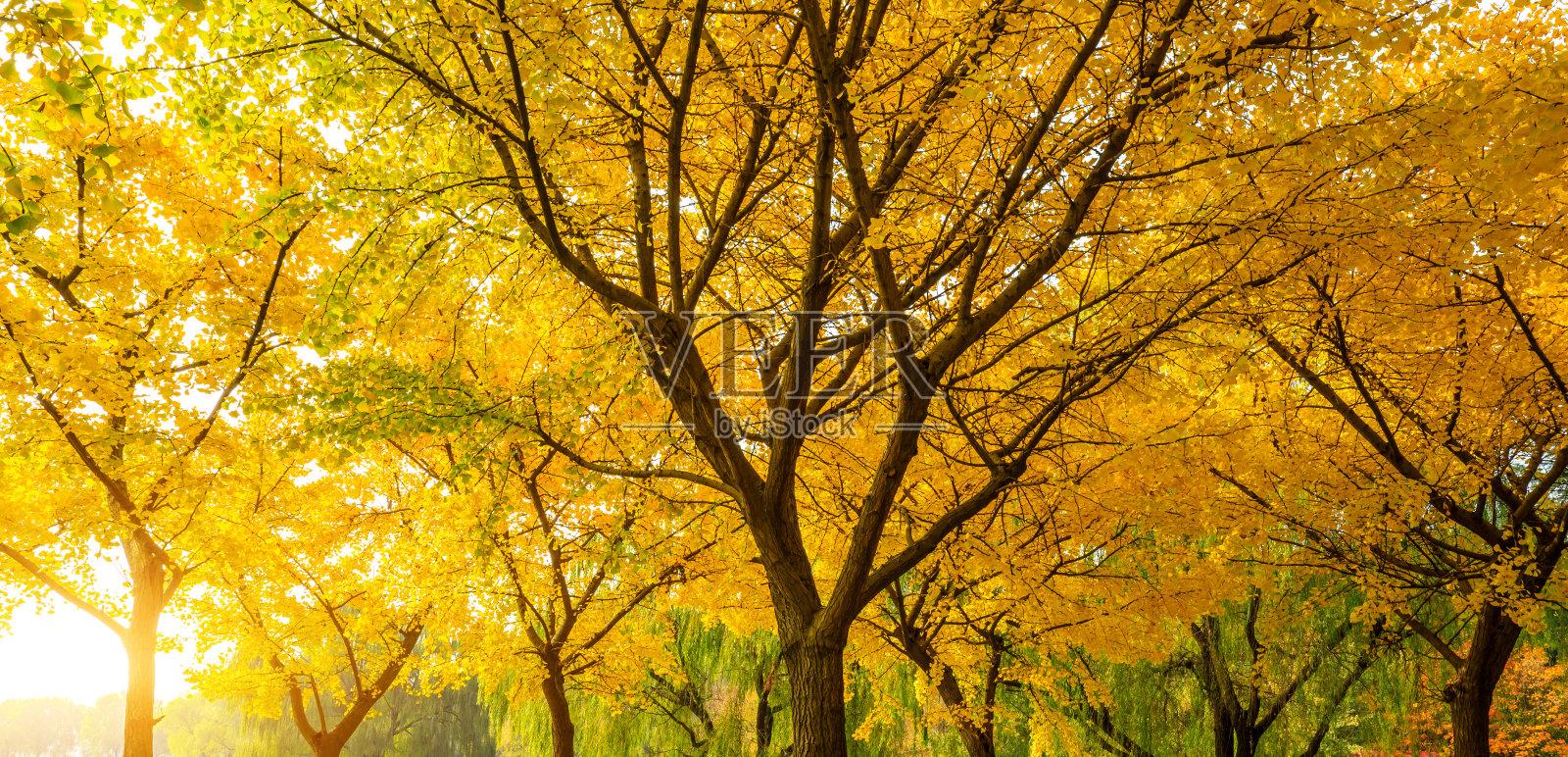 美丽的黄色银杏树在秋天照片摄影图片