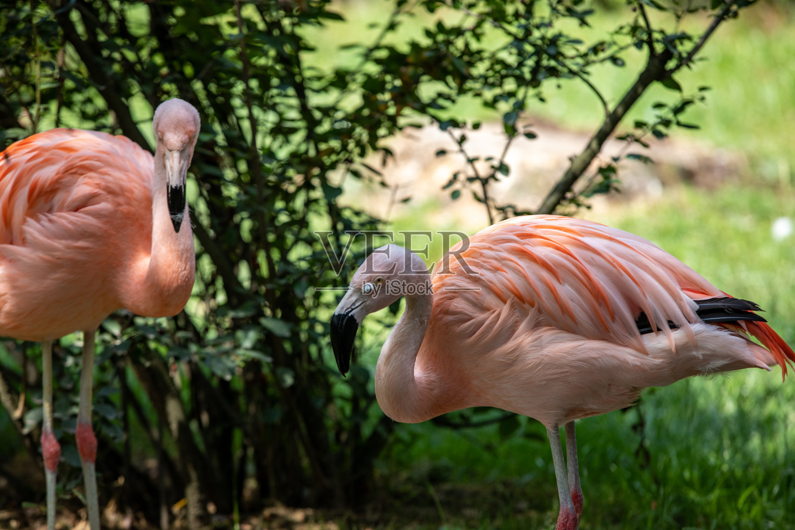 一群粉红色的火烈鸟在草地上休息照片摄影图片